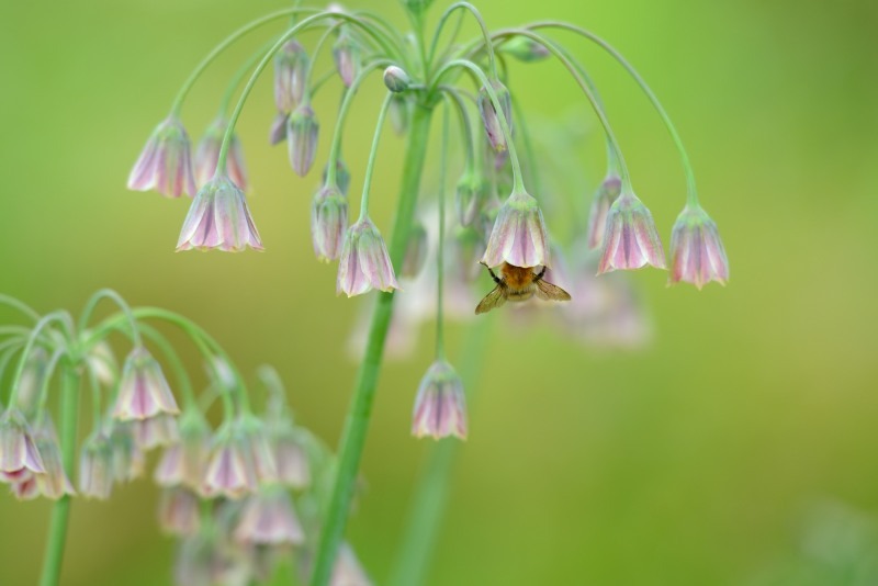 Bee in flowers