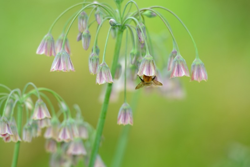 UK Invertebrates