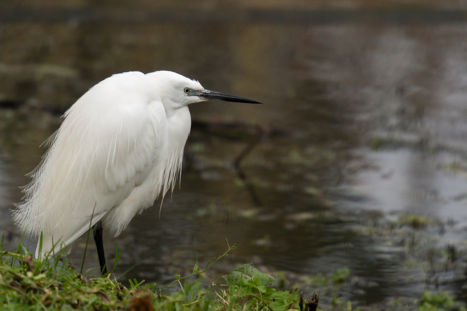 A little egret {Egretta garzetta} visited my garden in Devon. January