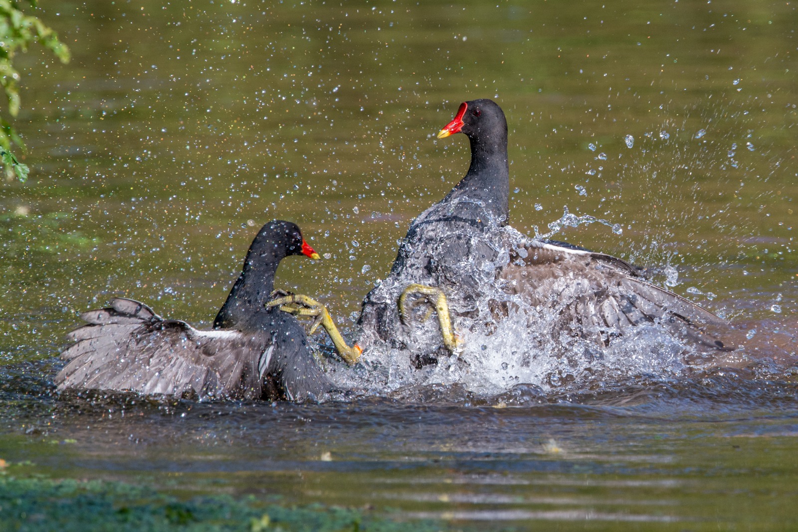 Moorhens fighting – all is not as it seems.