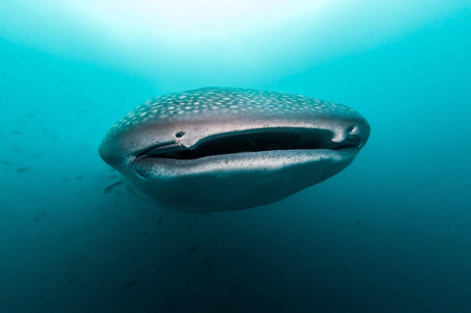 Beara Creative Whaleshark