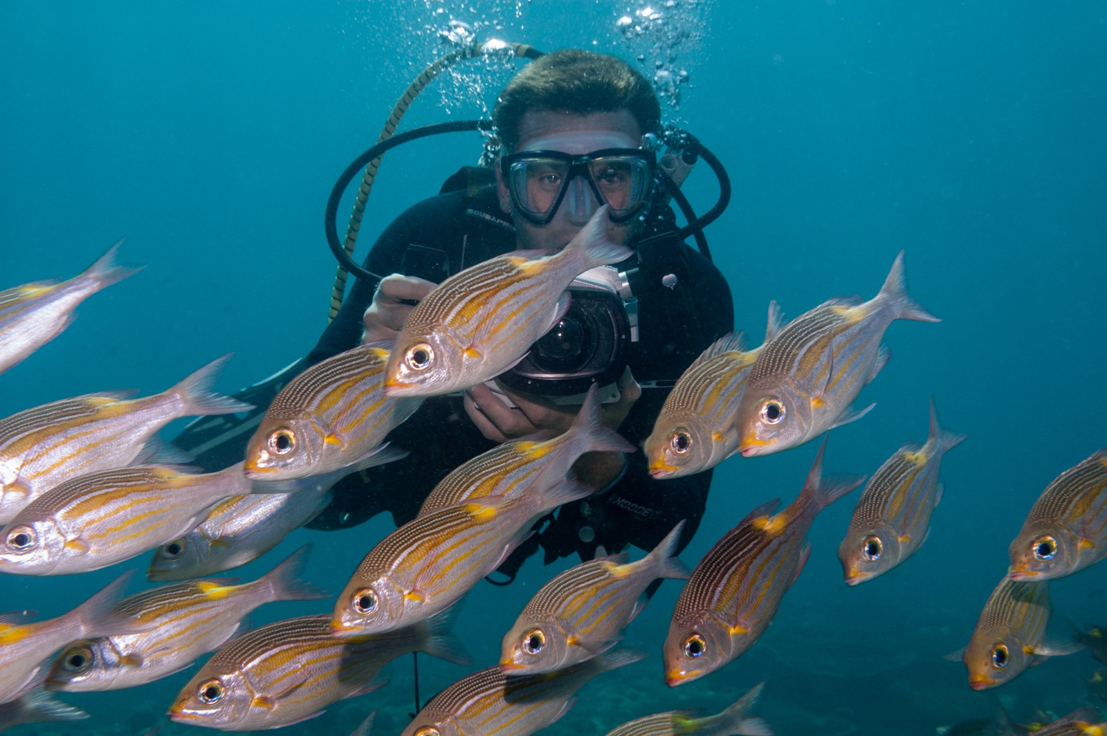 Videographer with striped large-eye bream {Gnathodentex aureolineatus} shoal