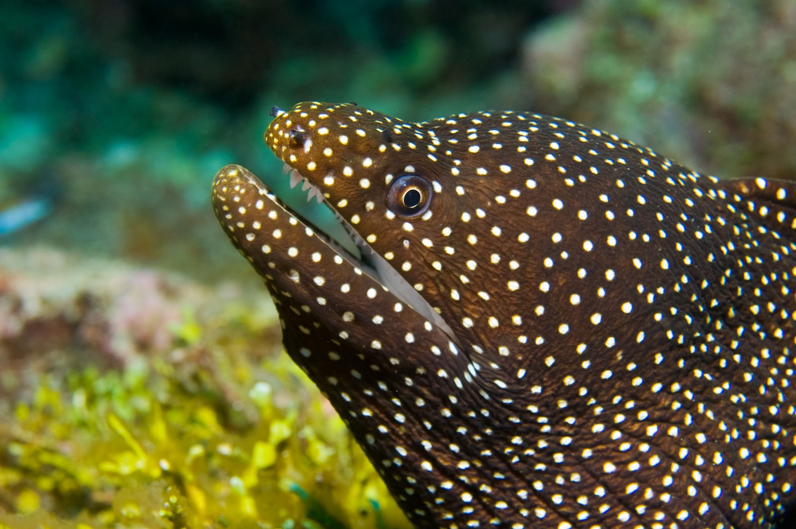 Whitemouth Moray Eel