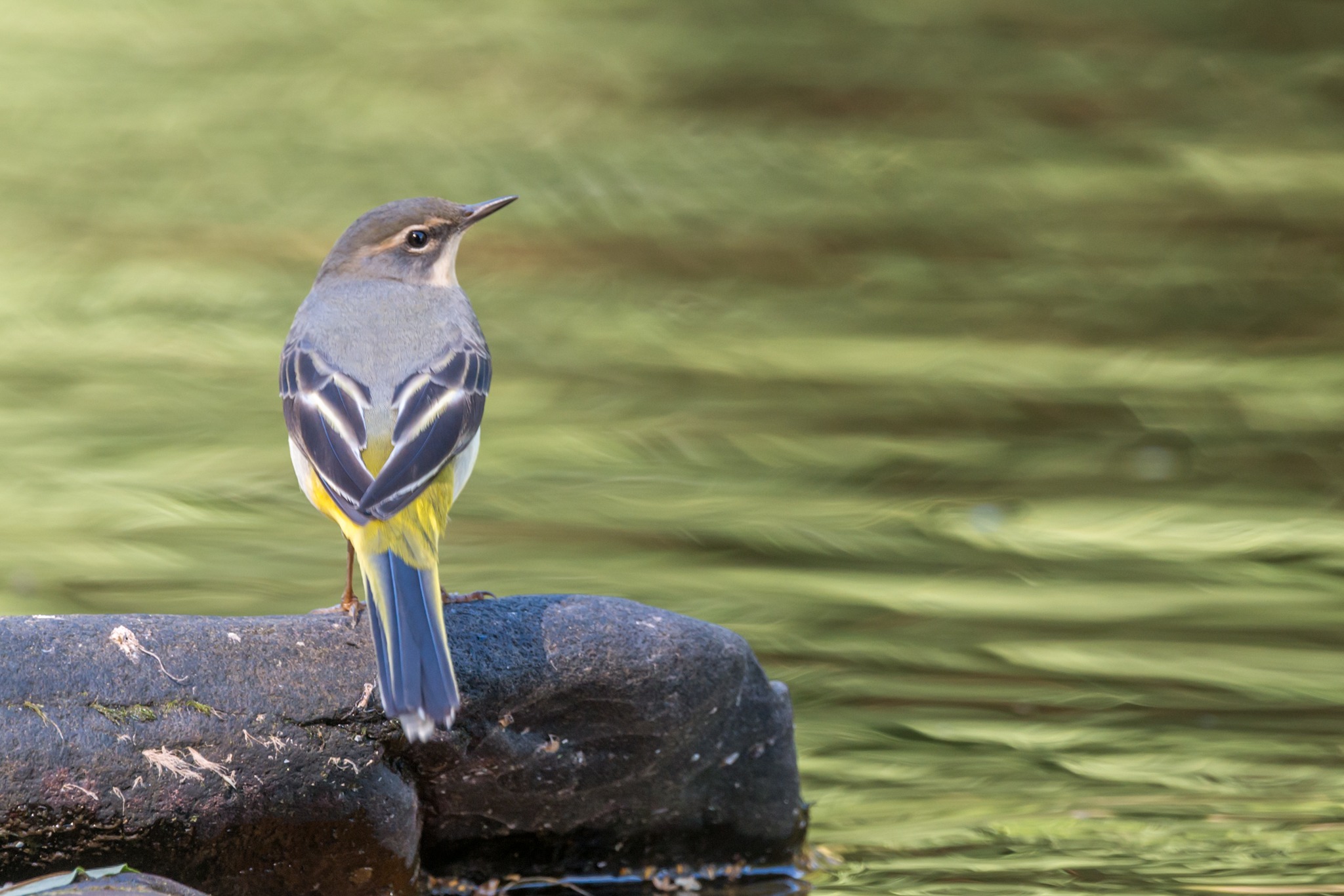 Grey wagtail on the river Usk with reflections on the water.