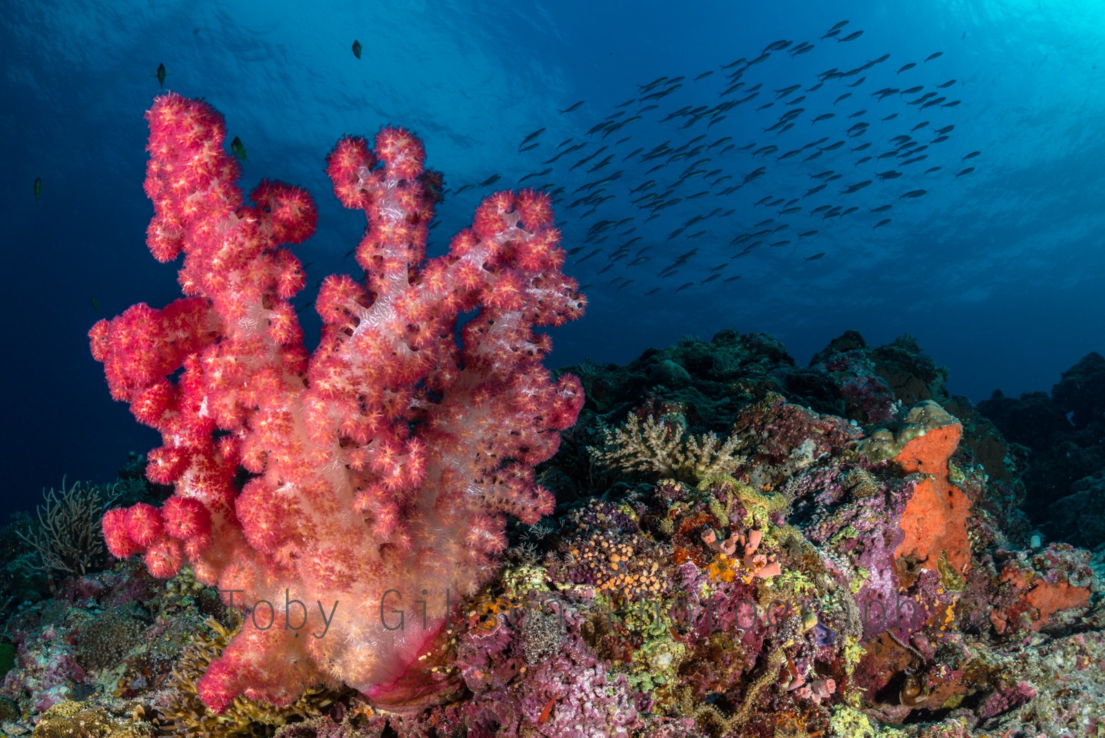 Coral reef scene in the Philippines