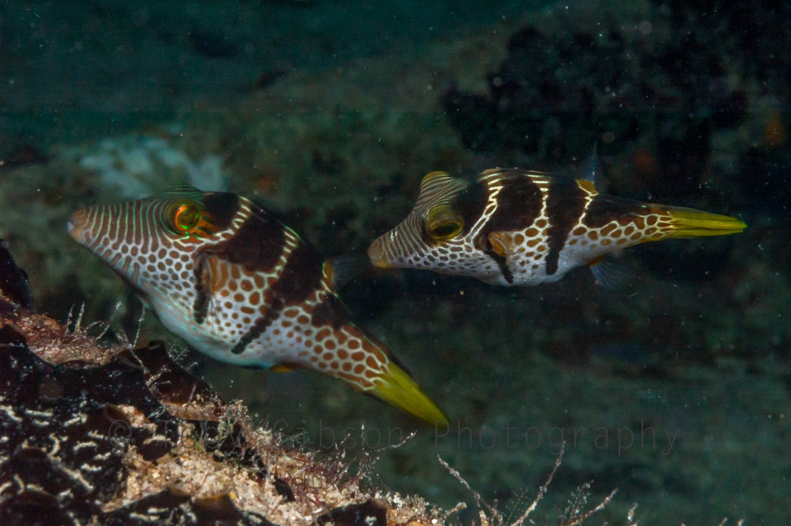 Pair of blacksaddled Toby fish in the Maldives