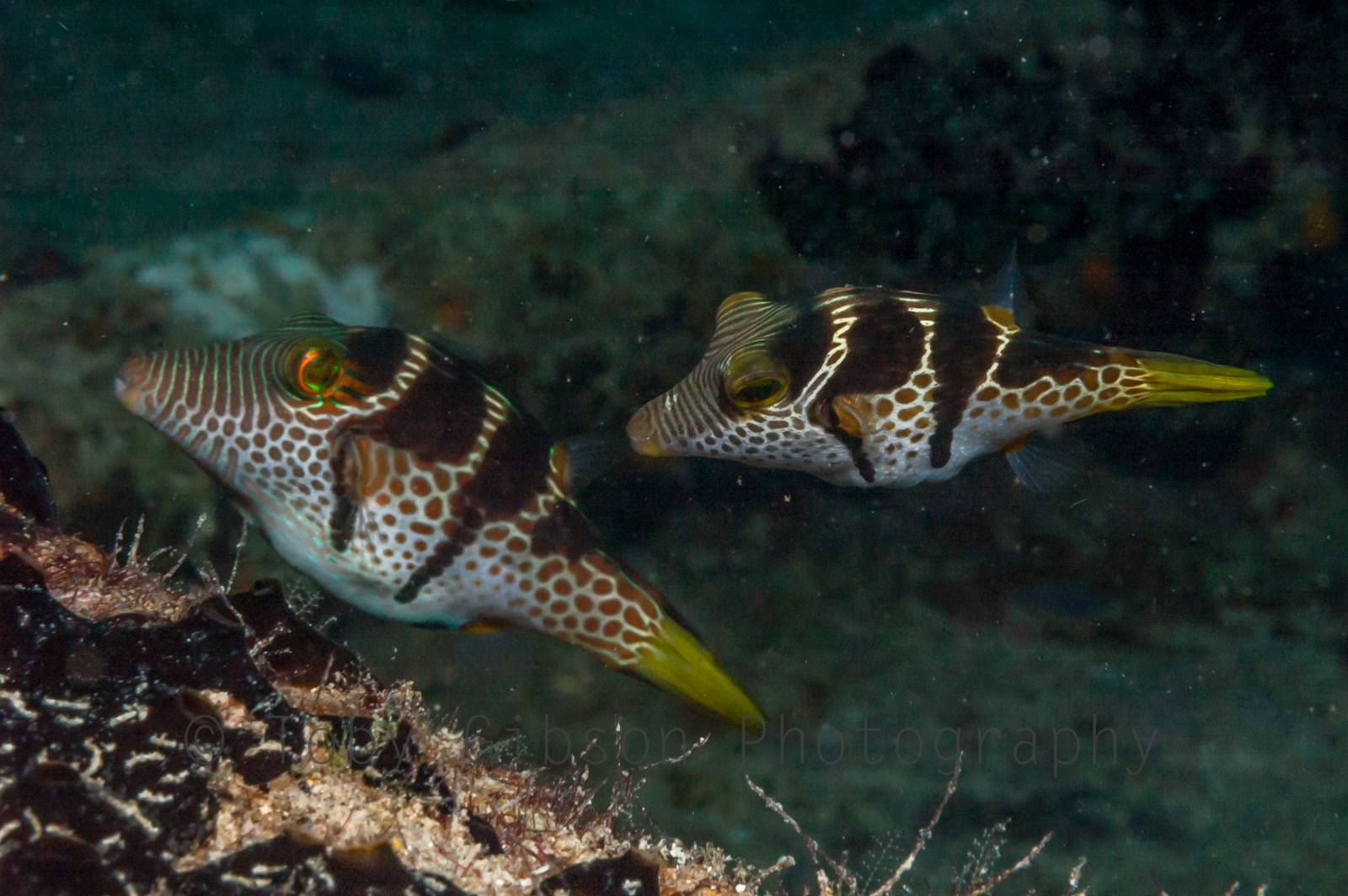 A pair of blacksaddled Toby in the Maldives