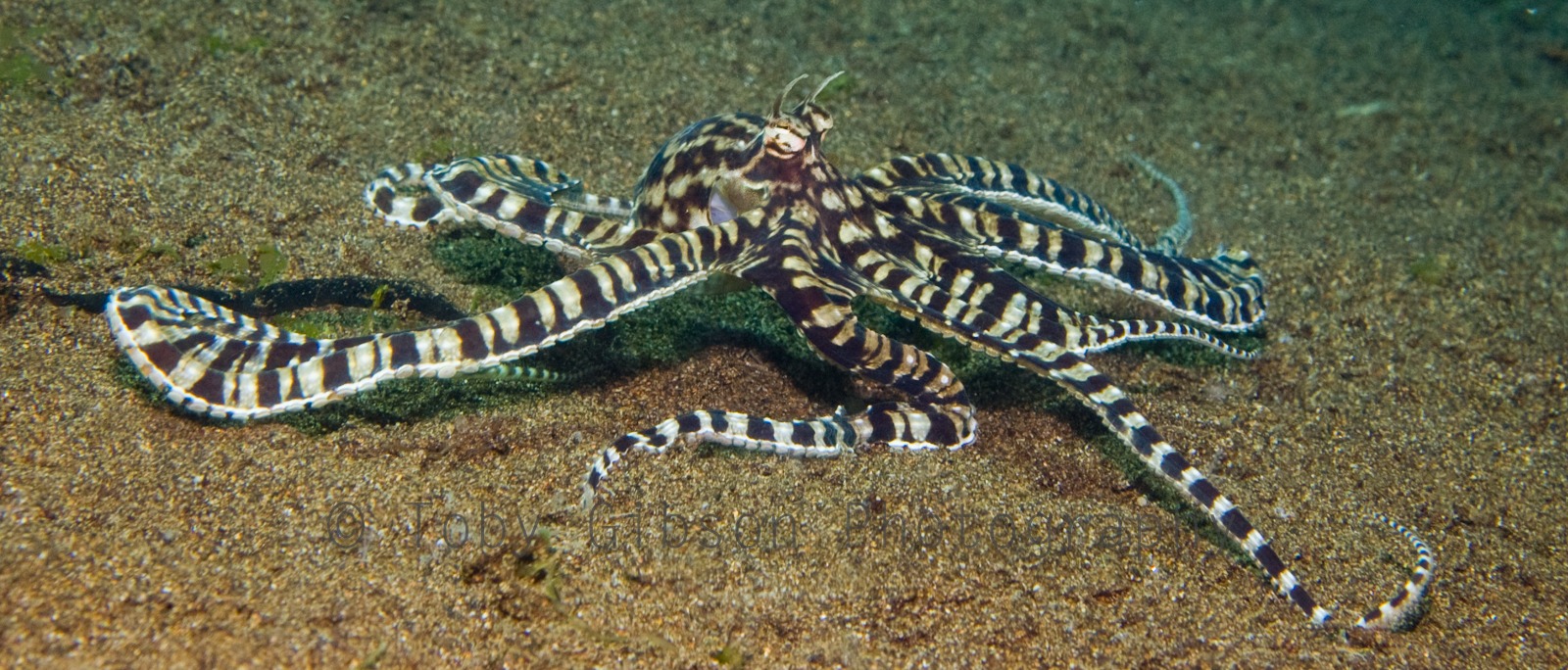 Mimic Octopus in Shooting Wildlife Exhibition
