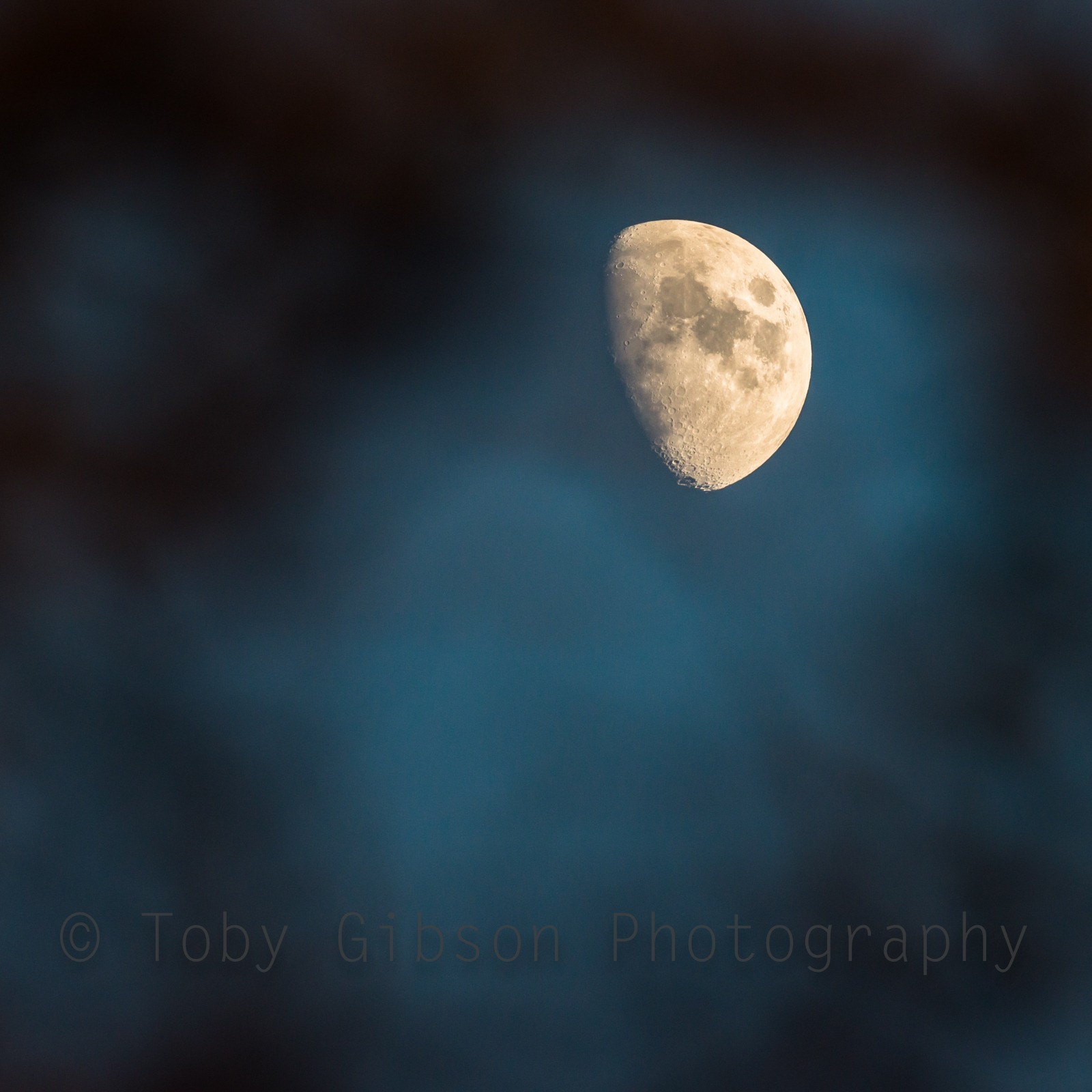 Moon in waxing gibbous phase through the trees