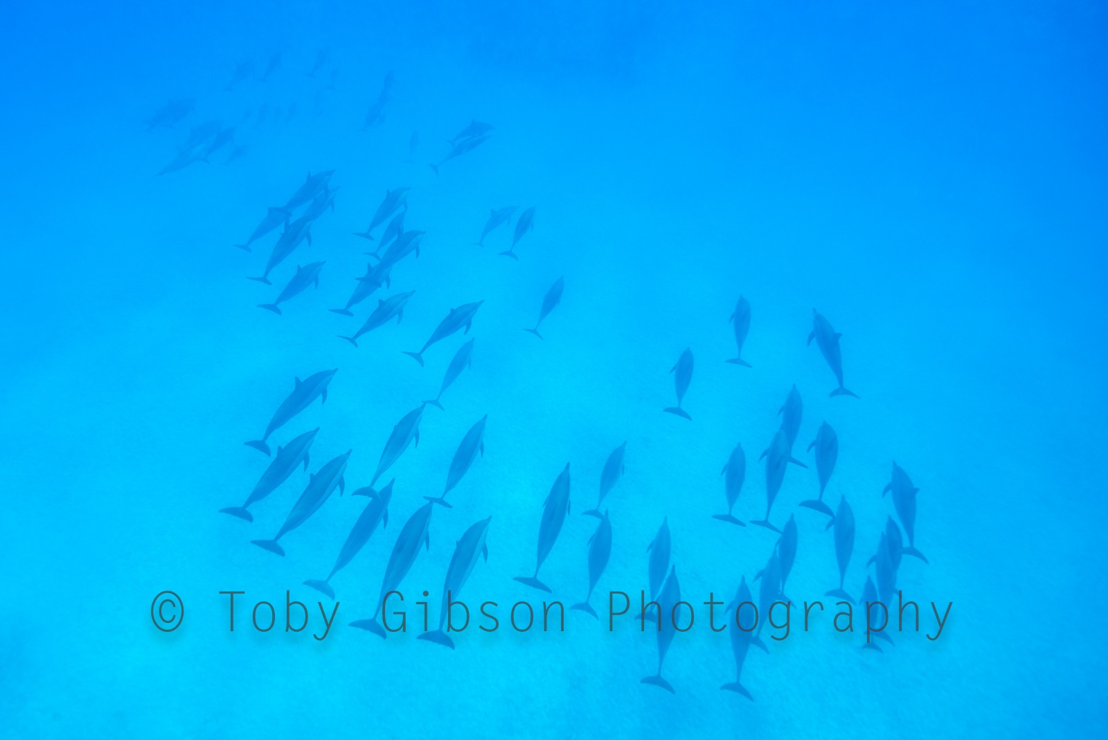 Pod of spinner dolphins