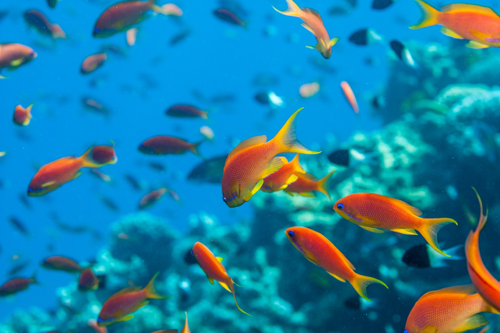 A shoal of lyretail anthias in the Red Sea