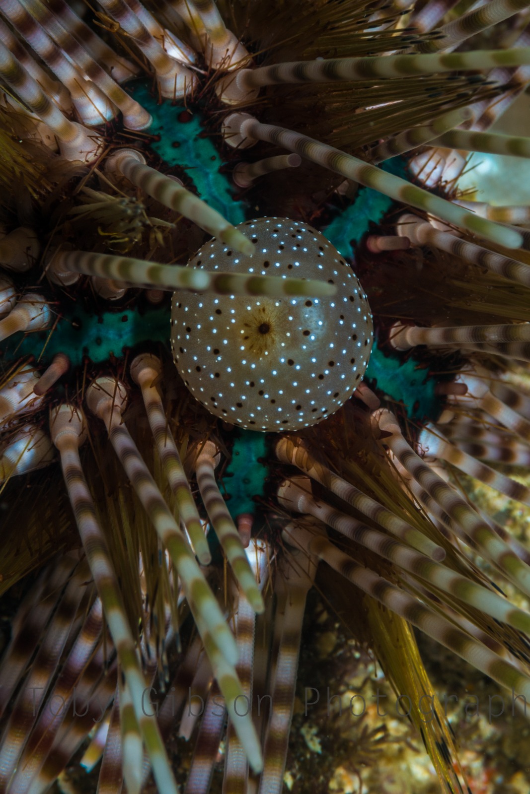Double-spined or banded sea urchin