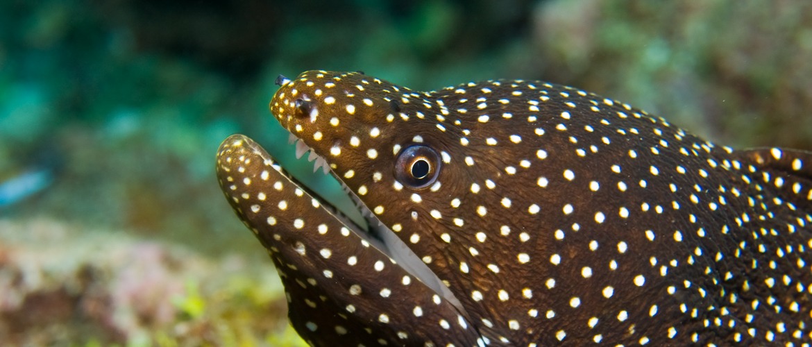 Whitemouth moray {Gymnothorax meleagris}