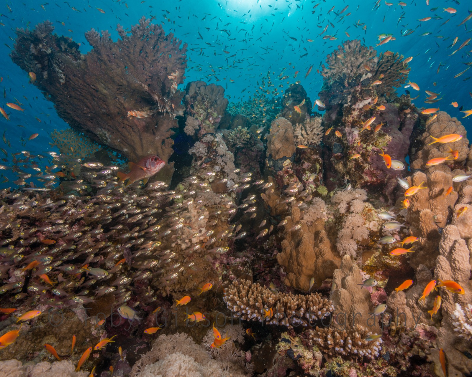 Biodiversity of coral reefs in one picture