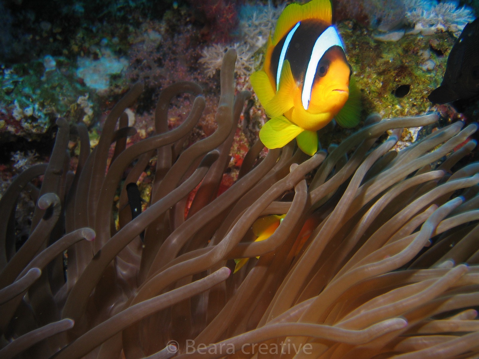 Red Sea Anemonefish 481