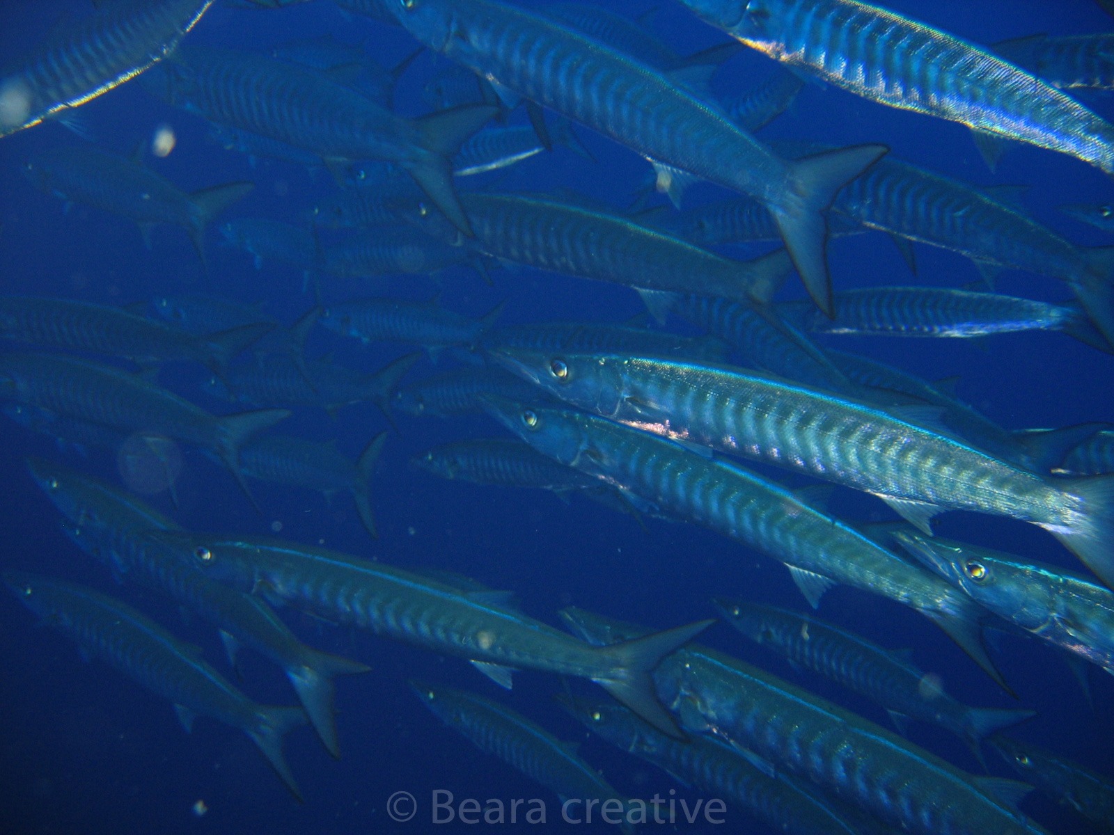 Blackfin barracuda 654