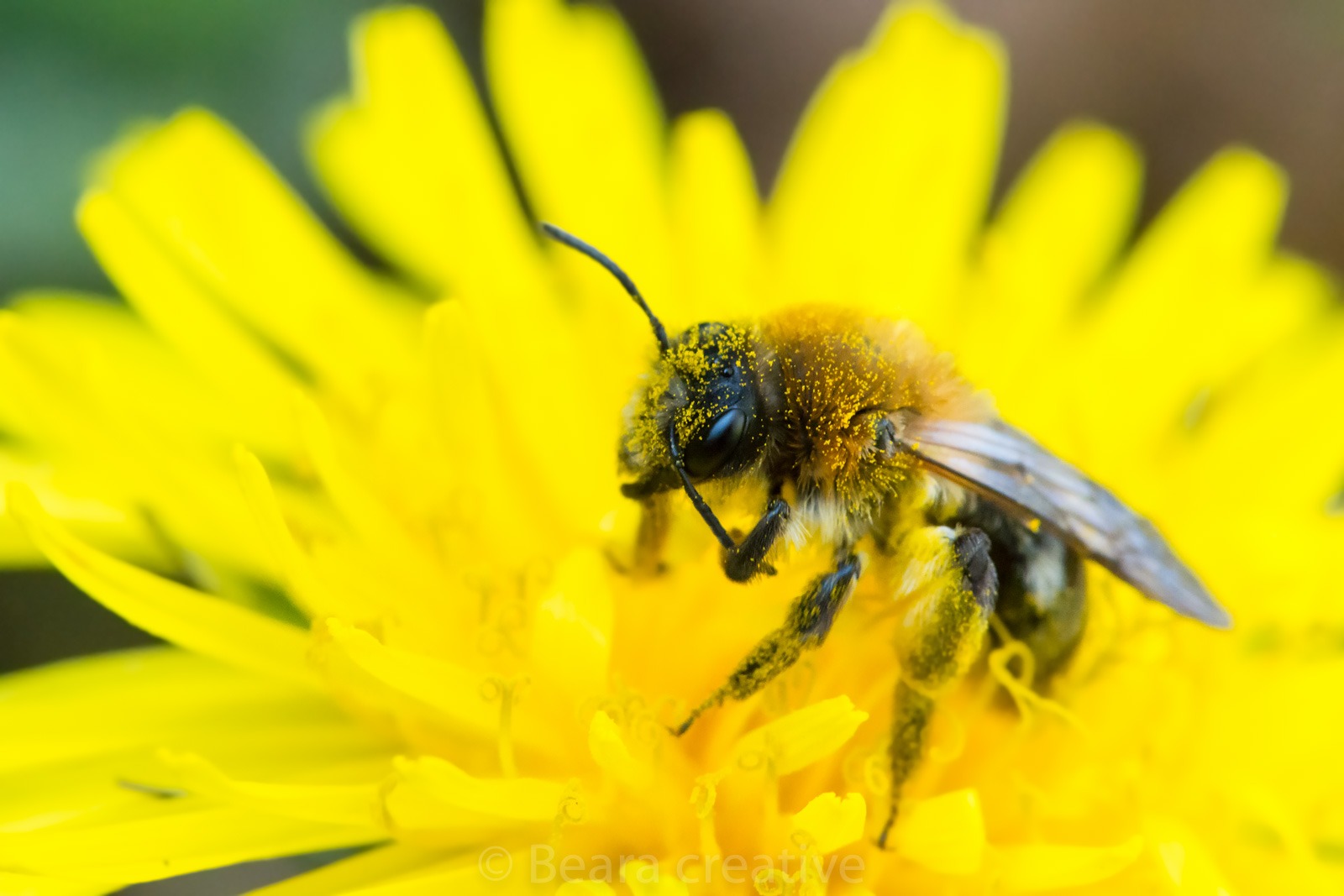 Bee feeding on dandelion