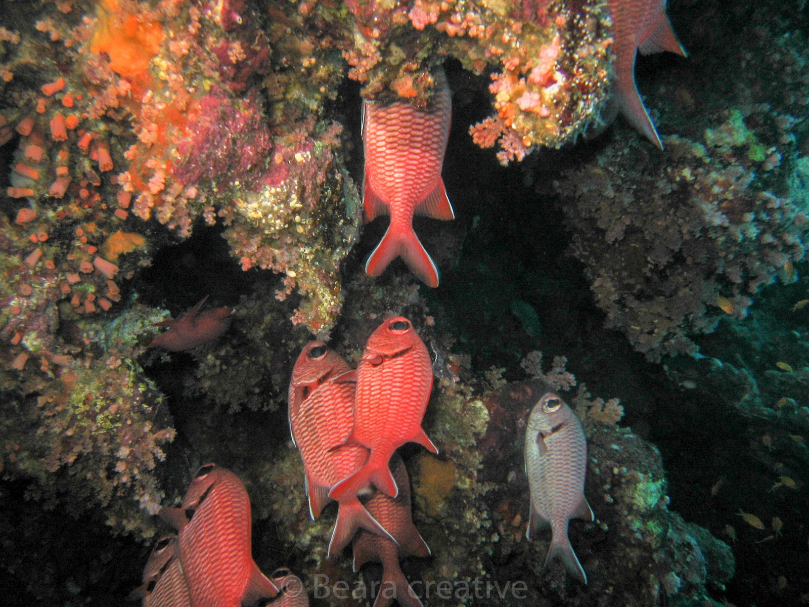 Crescent tail bigeye 620