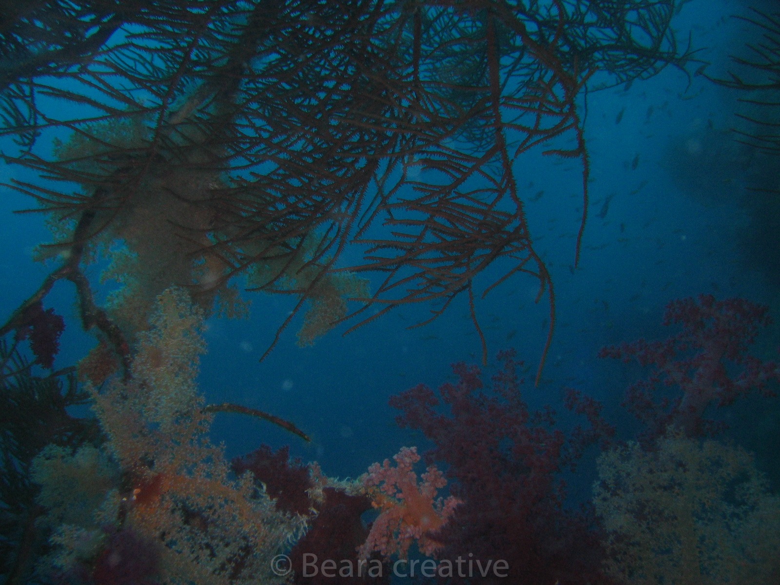 Branching black coral 598