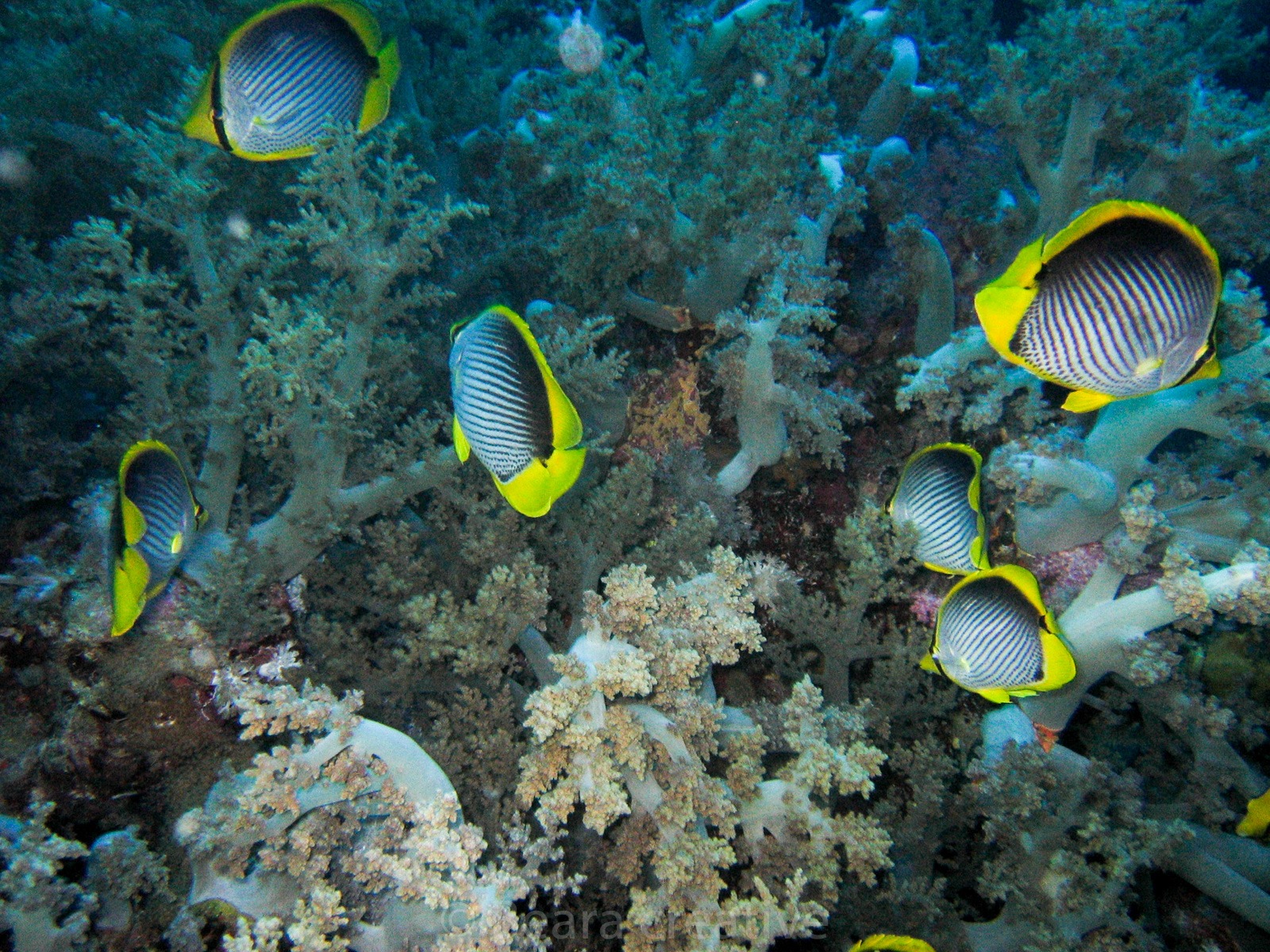 Butterflyfish shoals