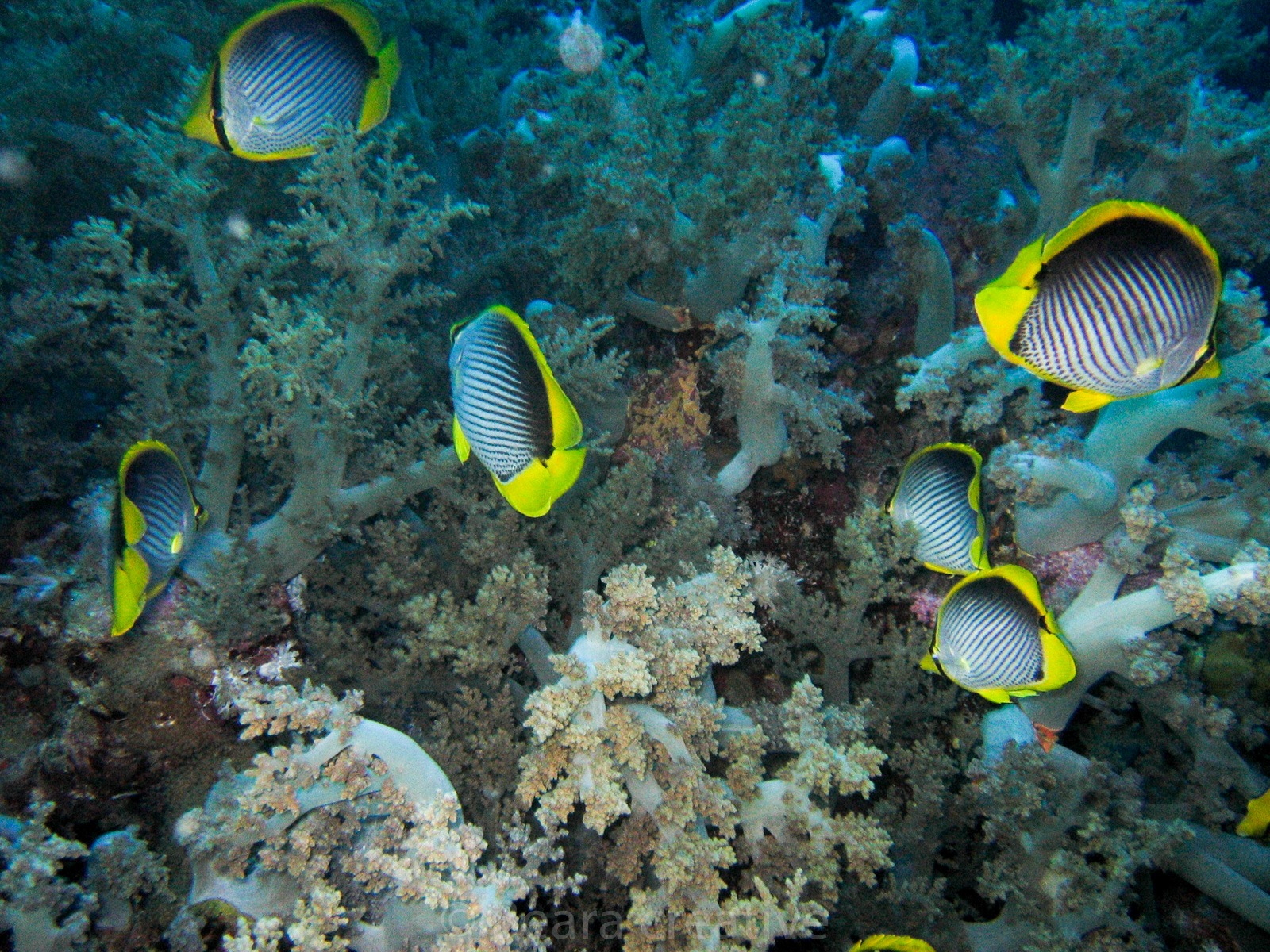 Blackbacked butterflyfish 504