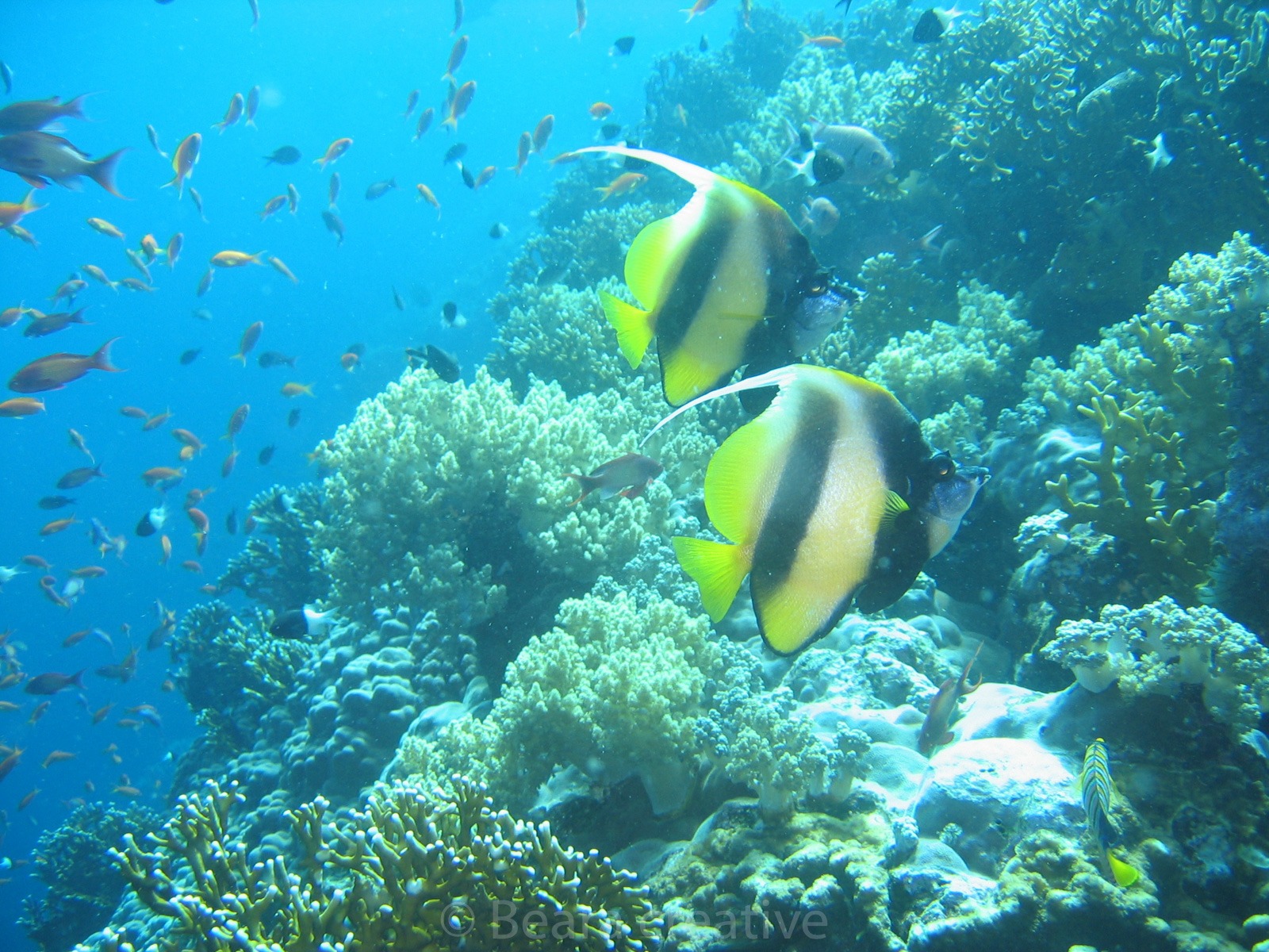 Two Red Sea bannerfish 546