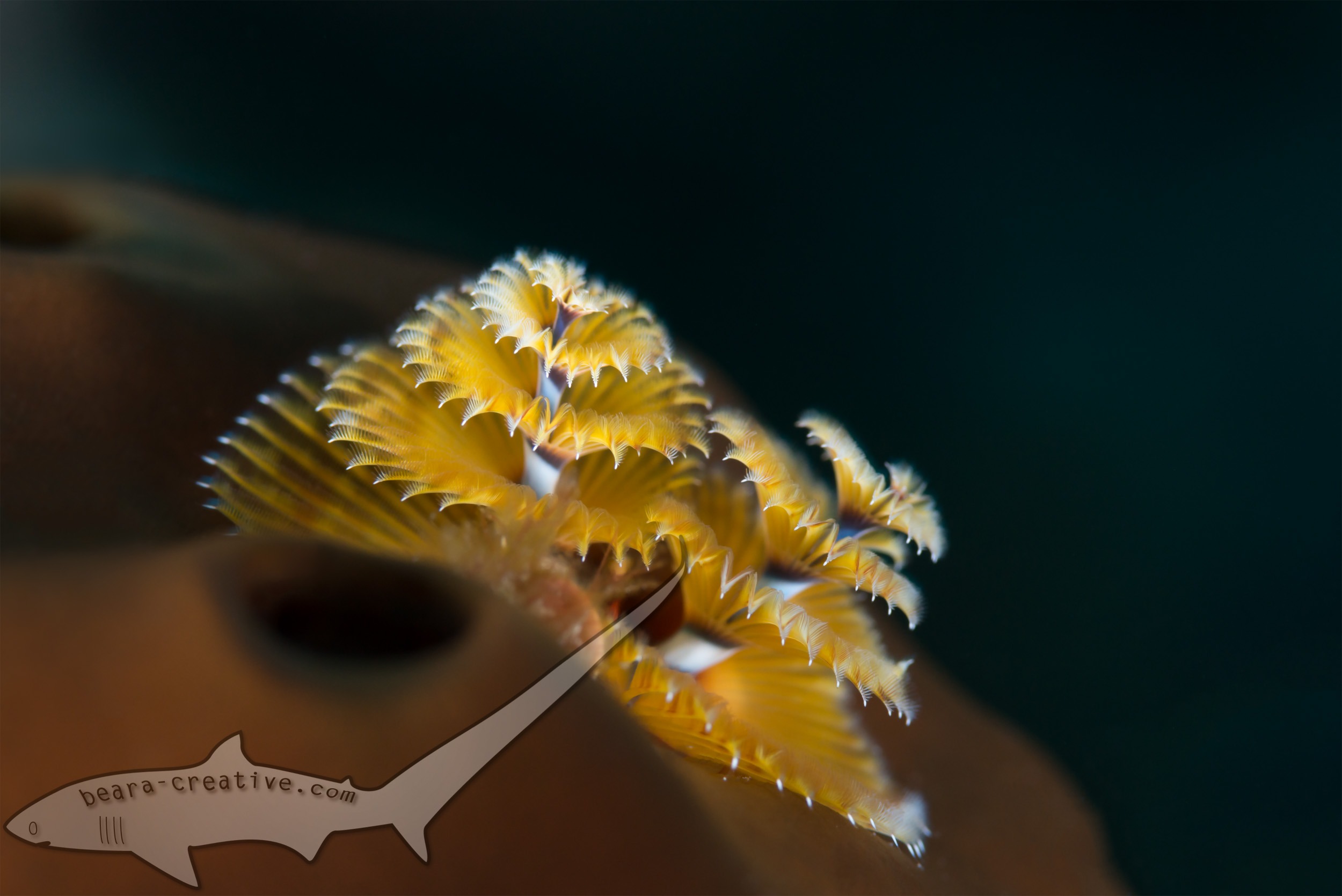 Christmas tree worm in Bahamas