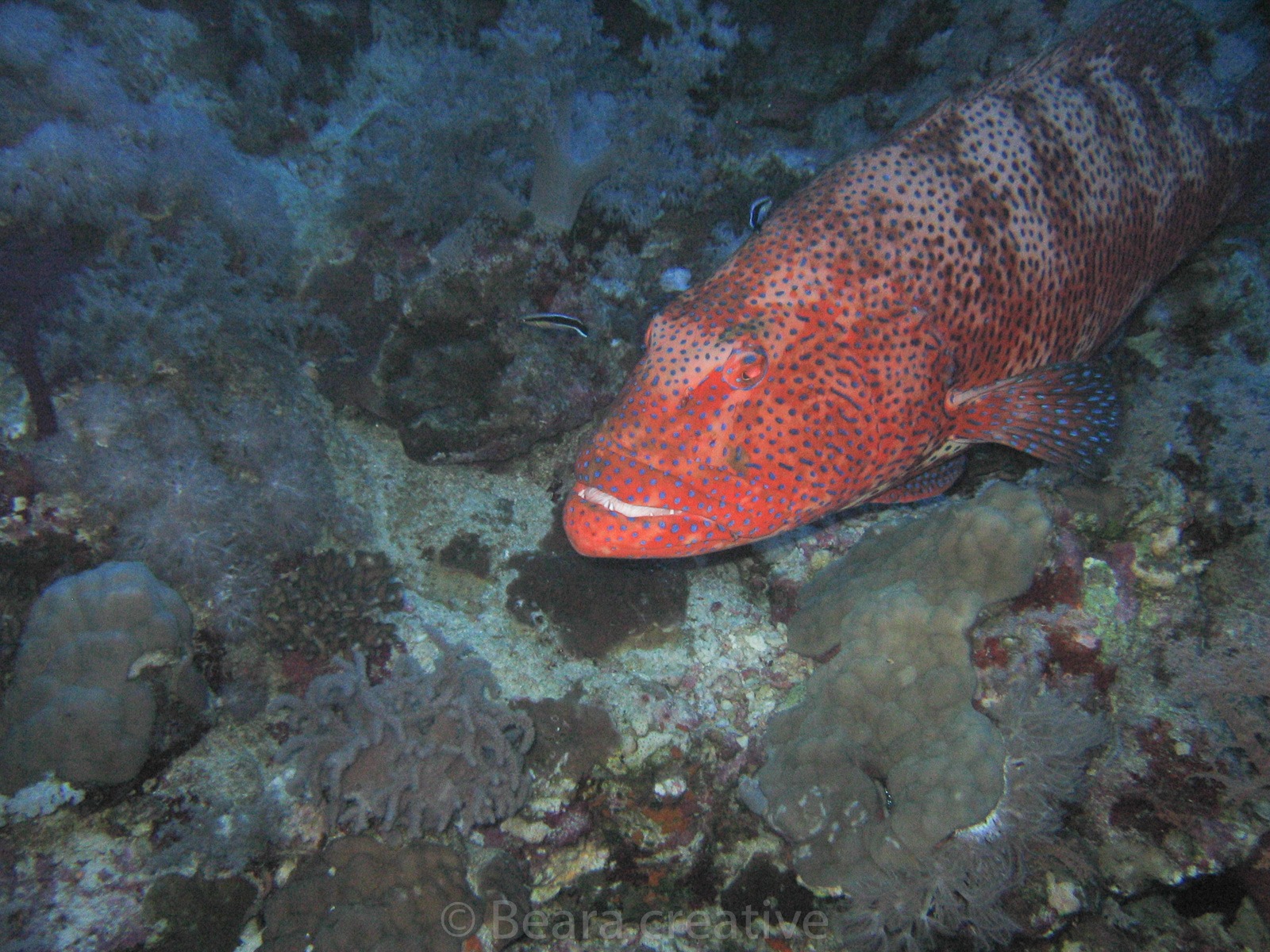 Coralgrouper 656