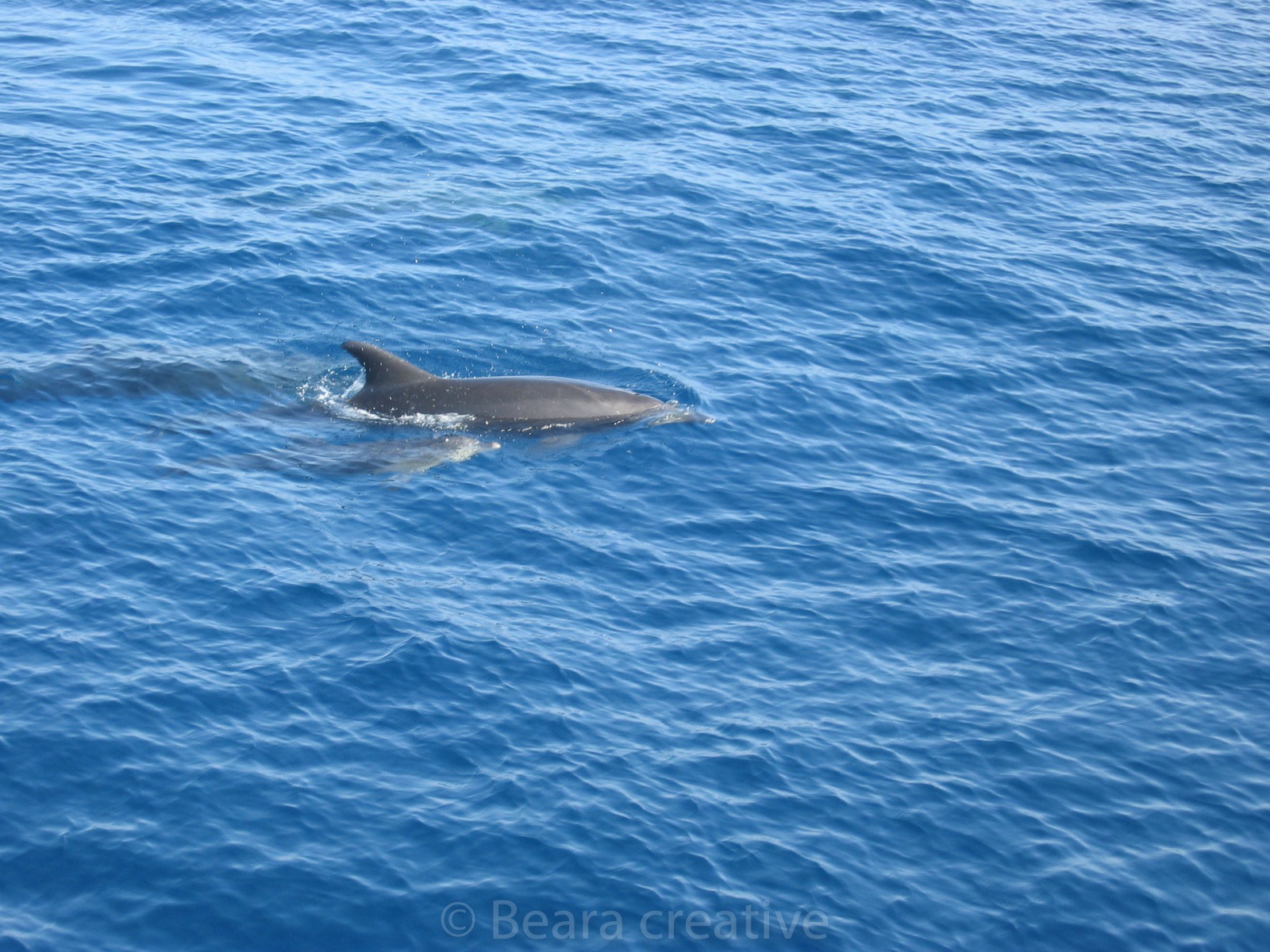 Dolphins