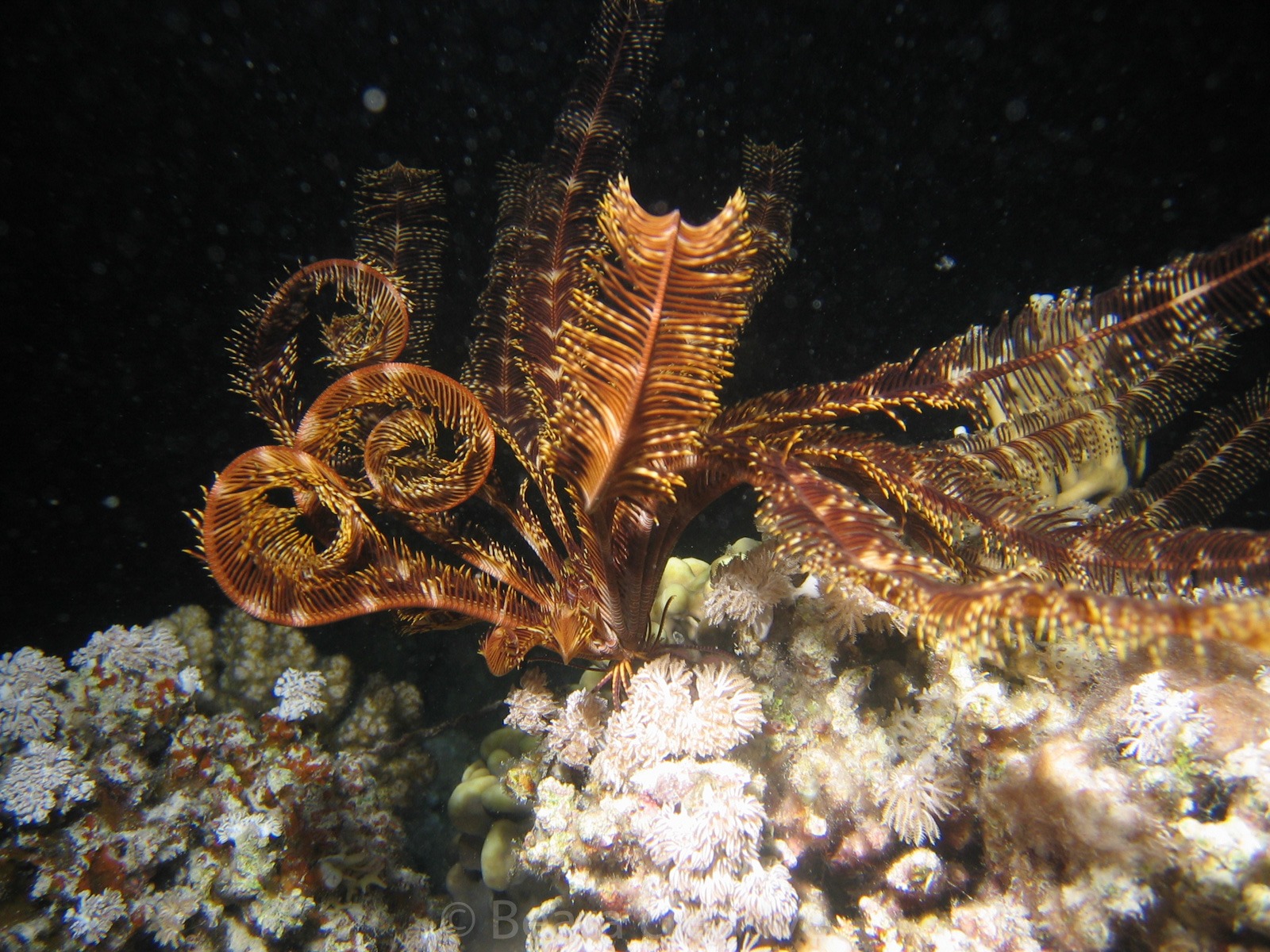 Feather Star 445