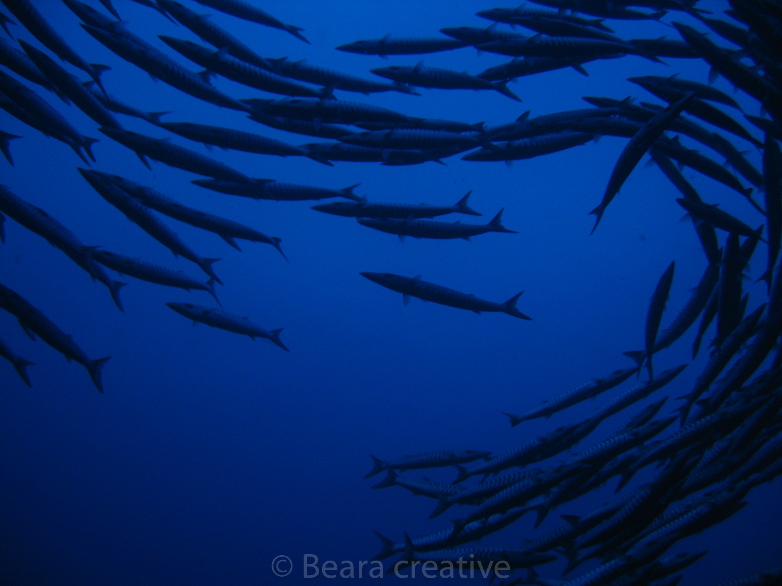 Fish shoals