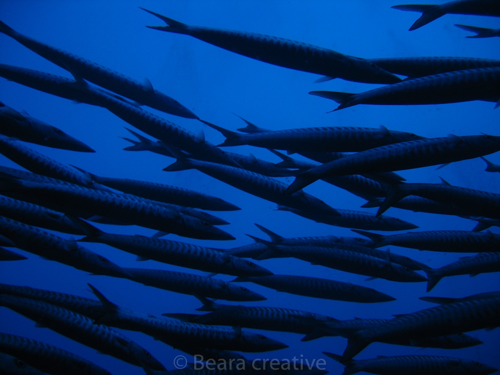 Barracuda shoal 651