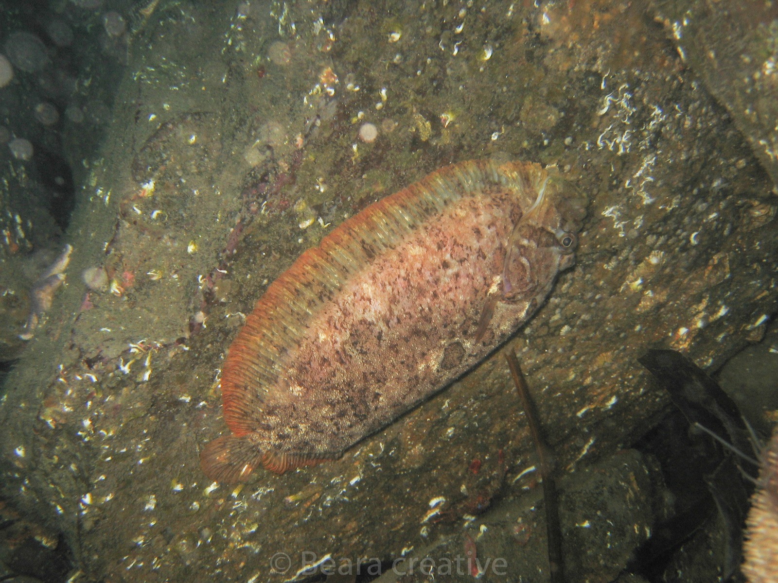 Sole flatfish underwater 759