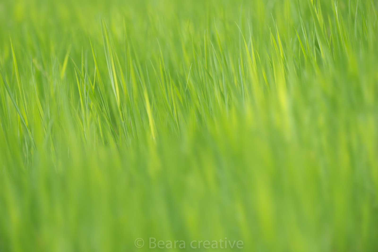 Long green grass blurred texture