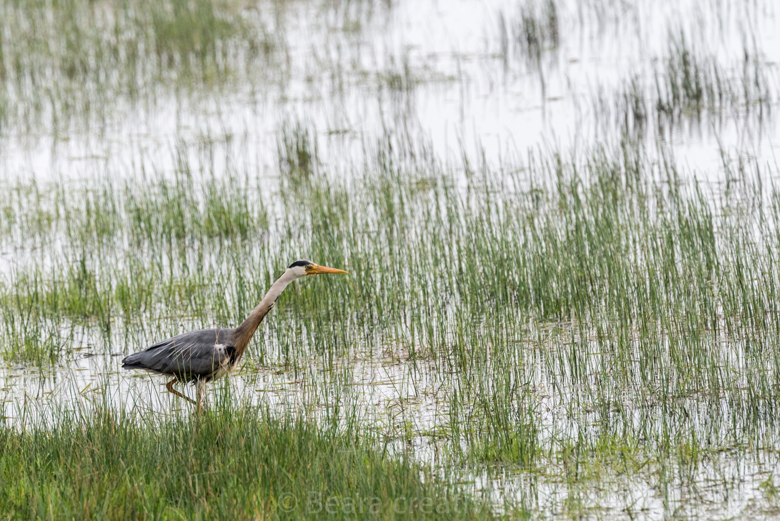 UK Water Birds