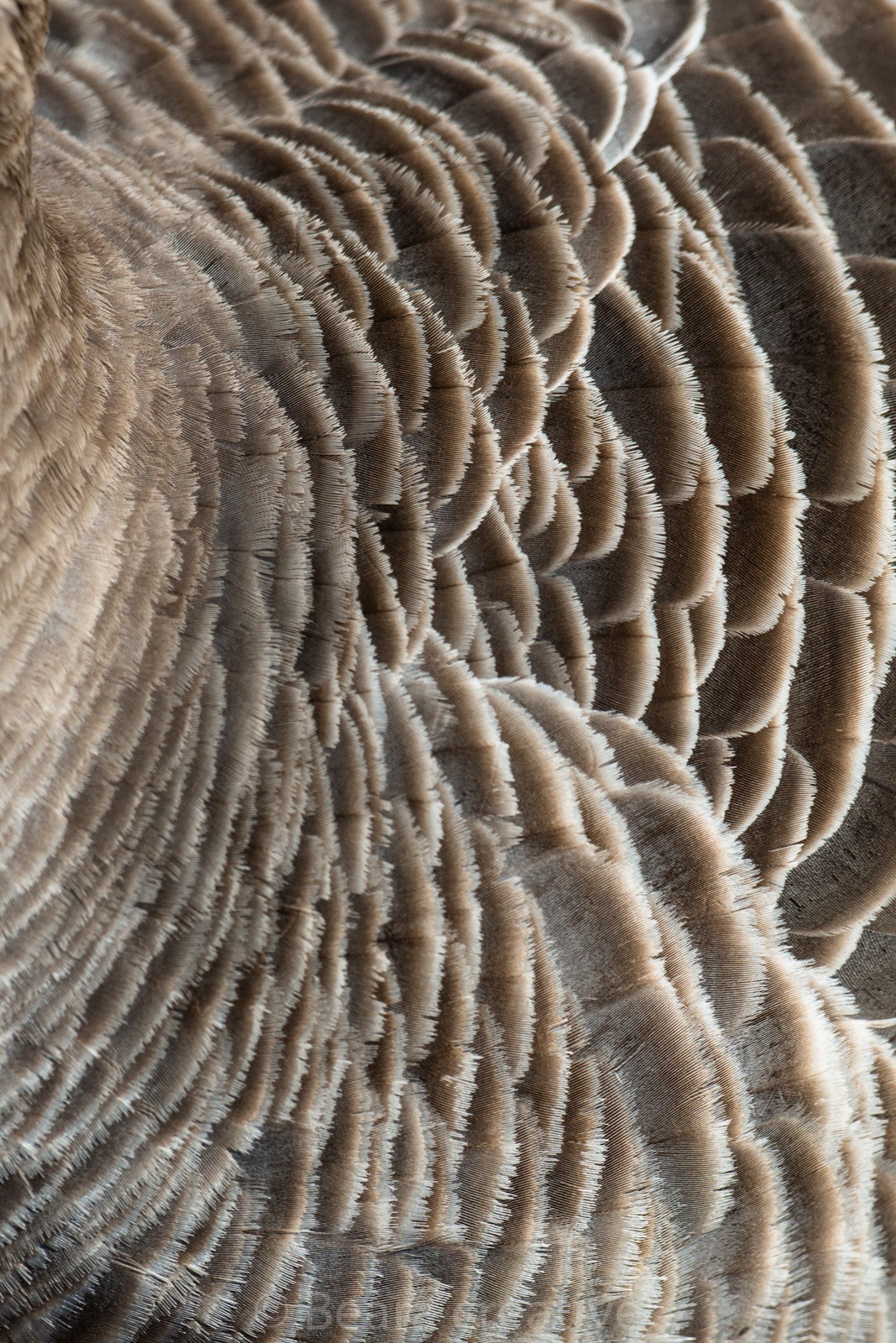 Greylag goose feathers detailed texture