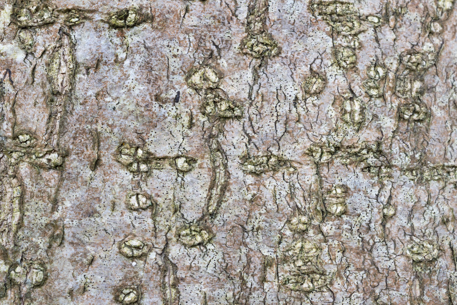 Holly tree bark texture