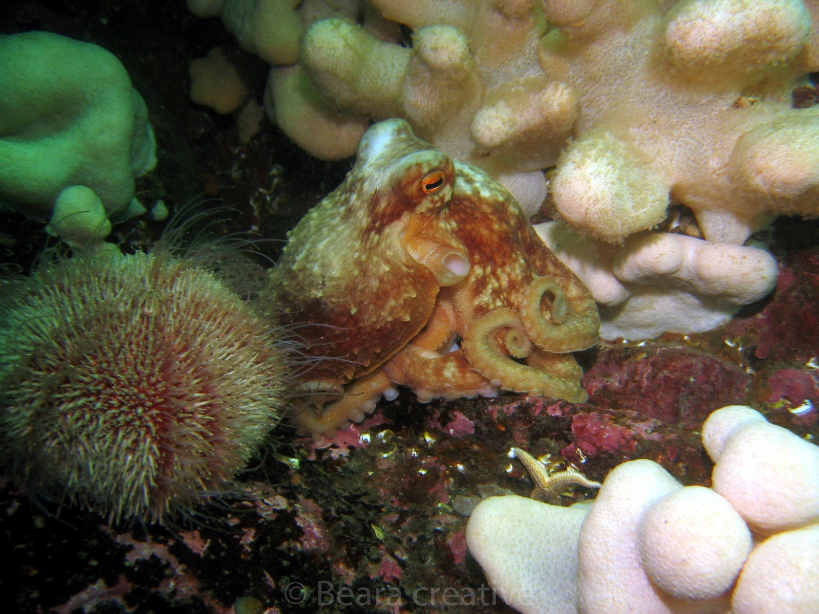 Invertebrate biodiversity