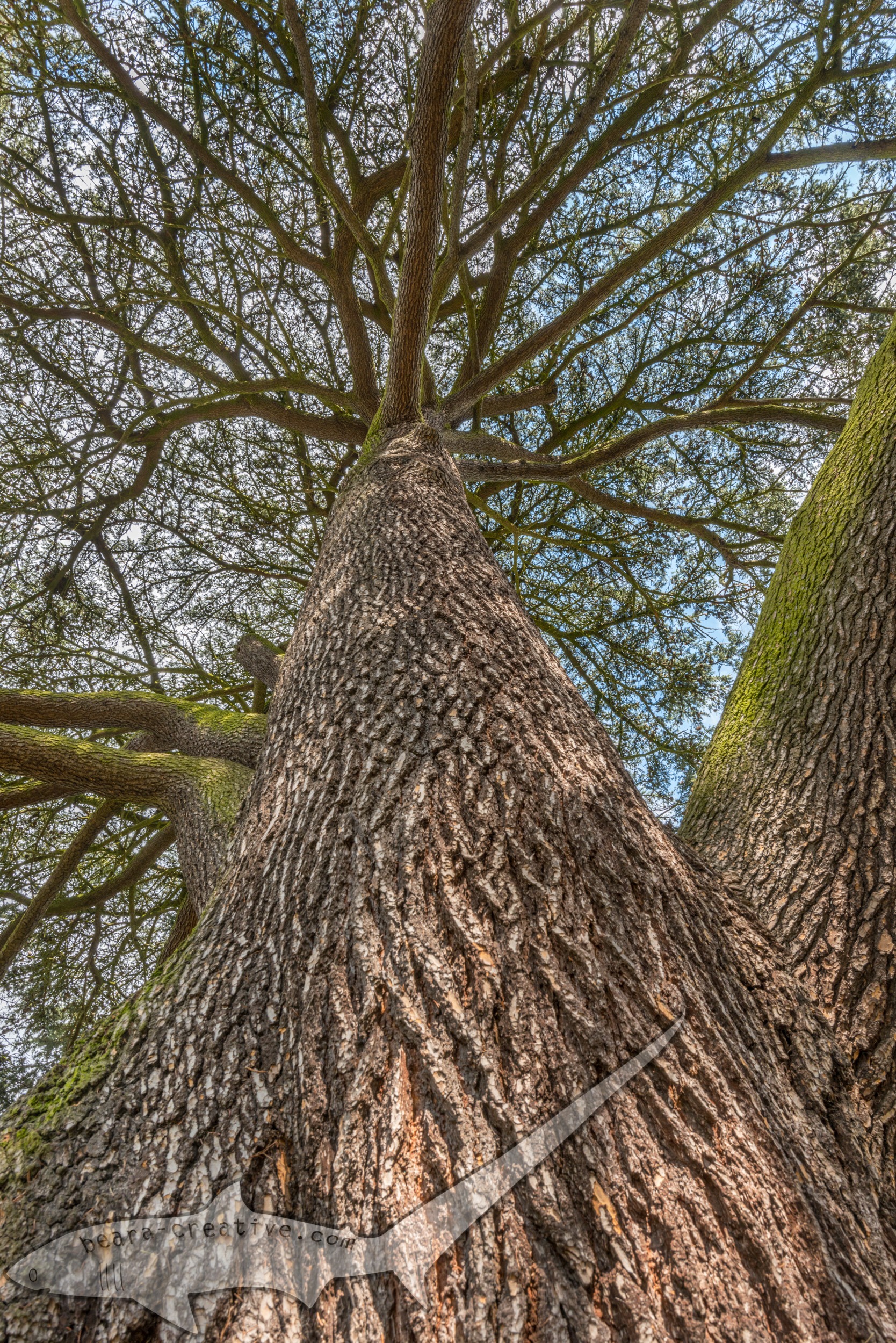 Tree bark and canopy