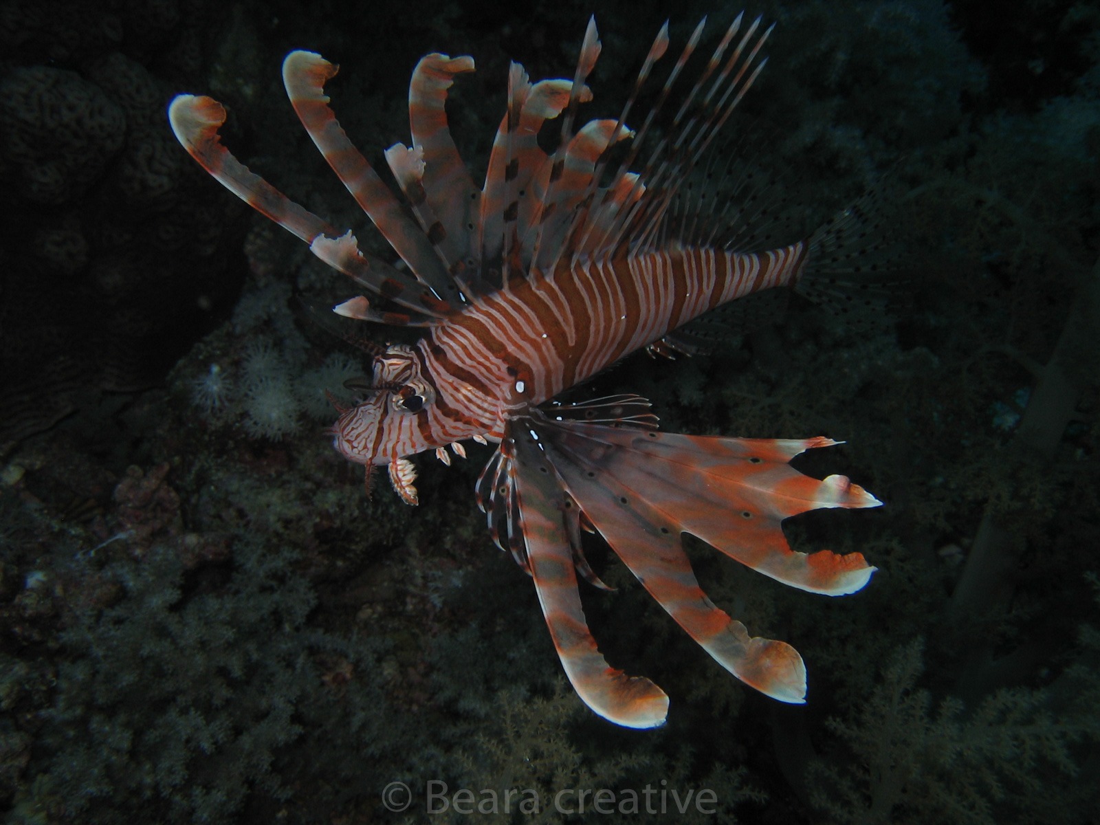 Common lionfish 502