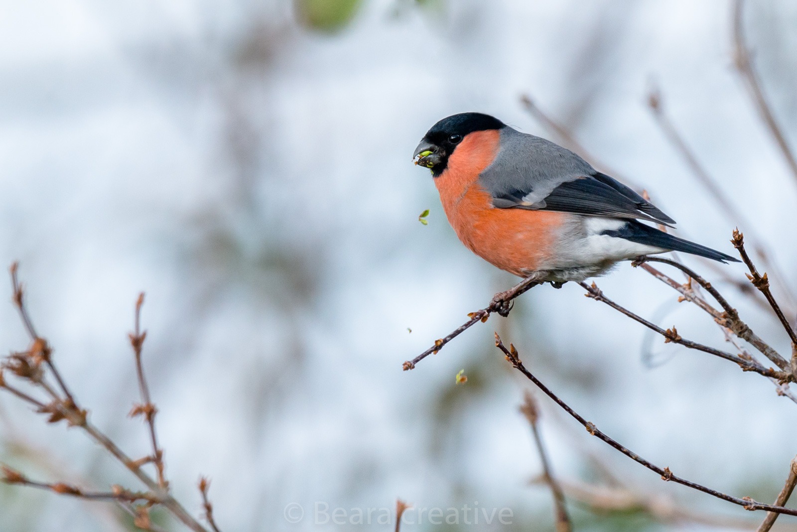 Male bullfinch in North Devon