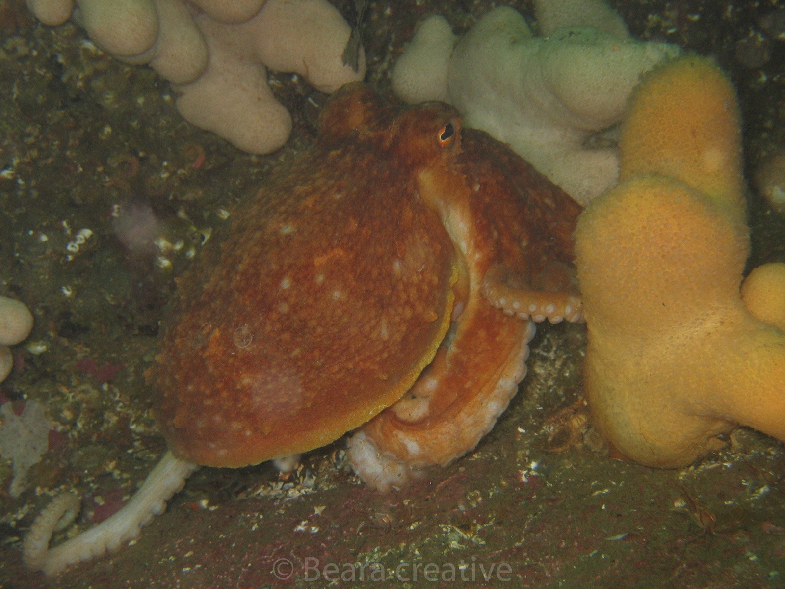 common octopus 736