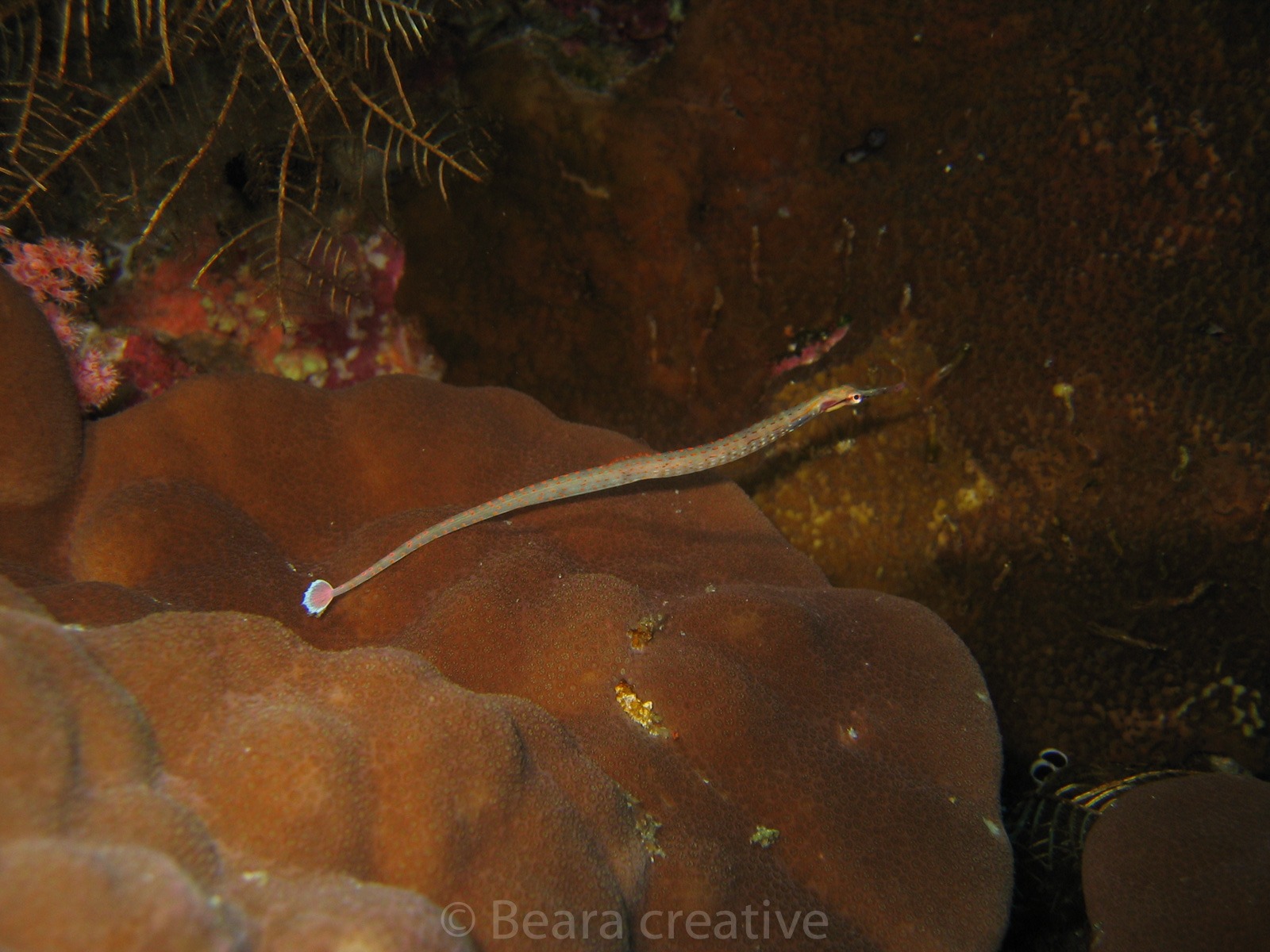 Pipefish Red Sea 557