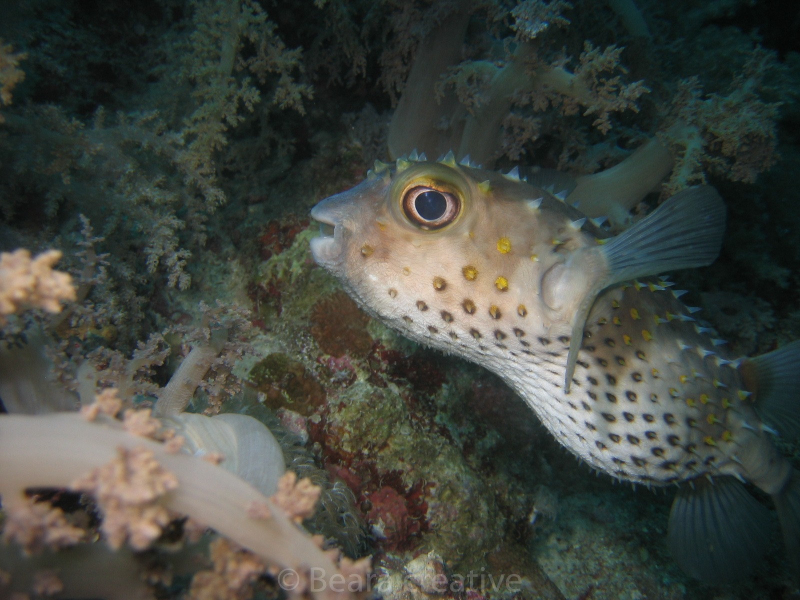 Yellowspotted burrfish 567