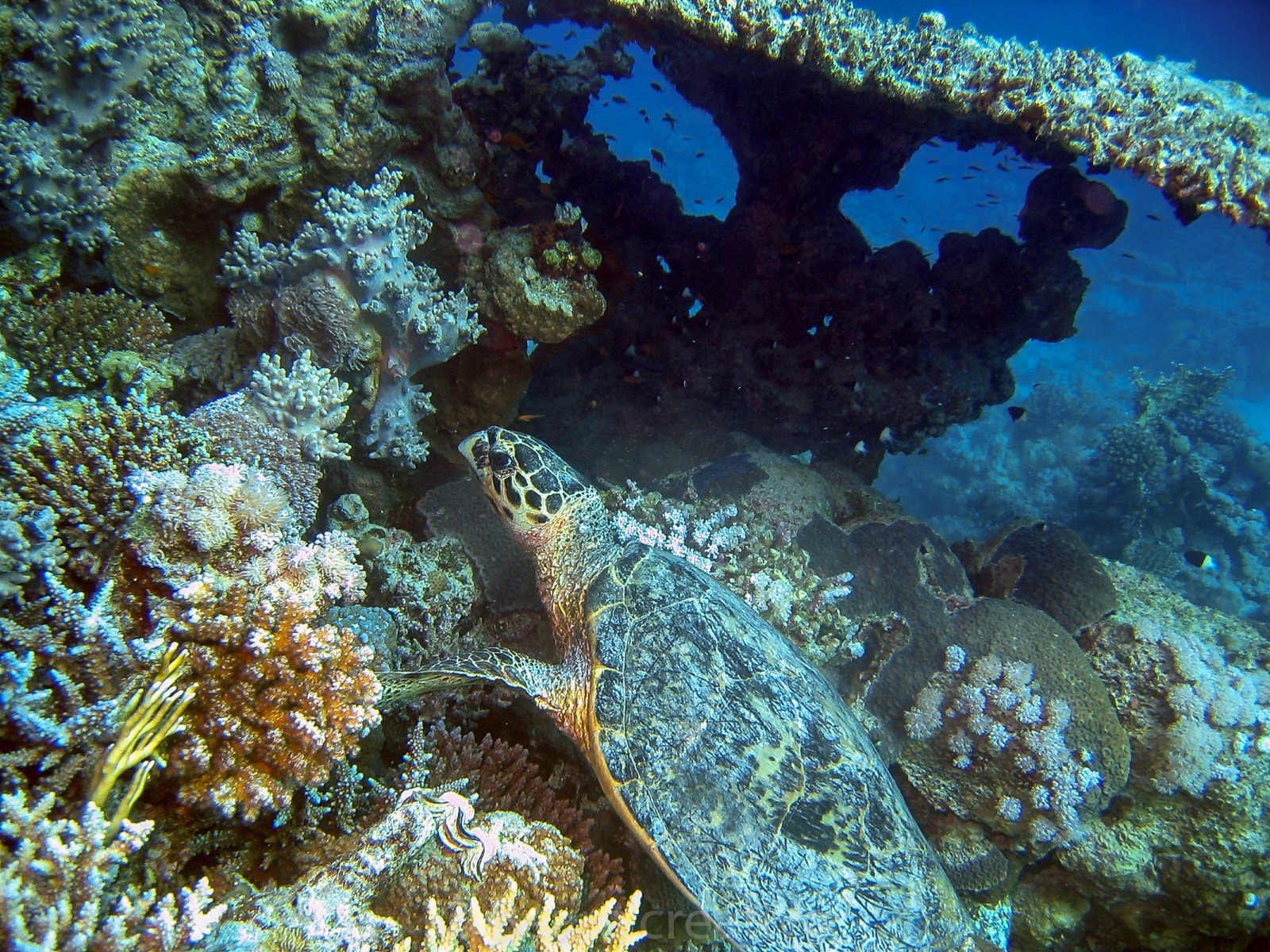 Turtles
