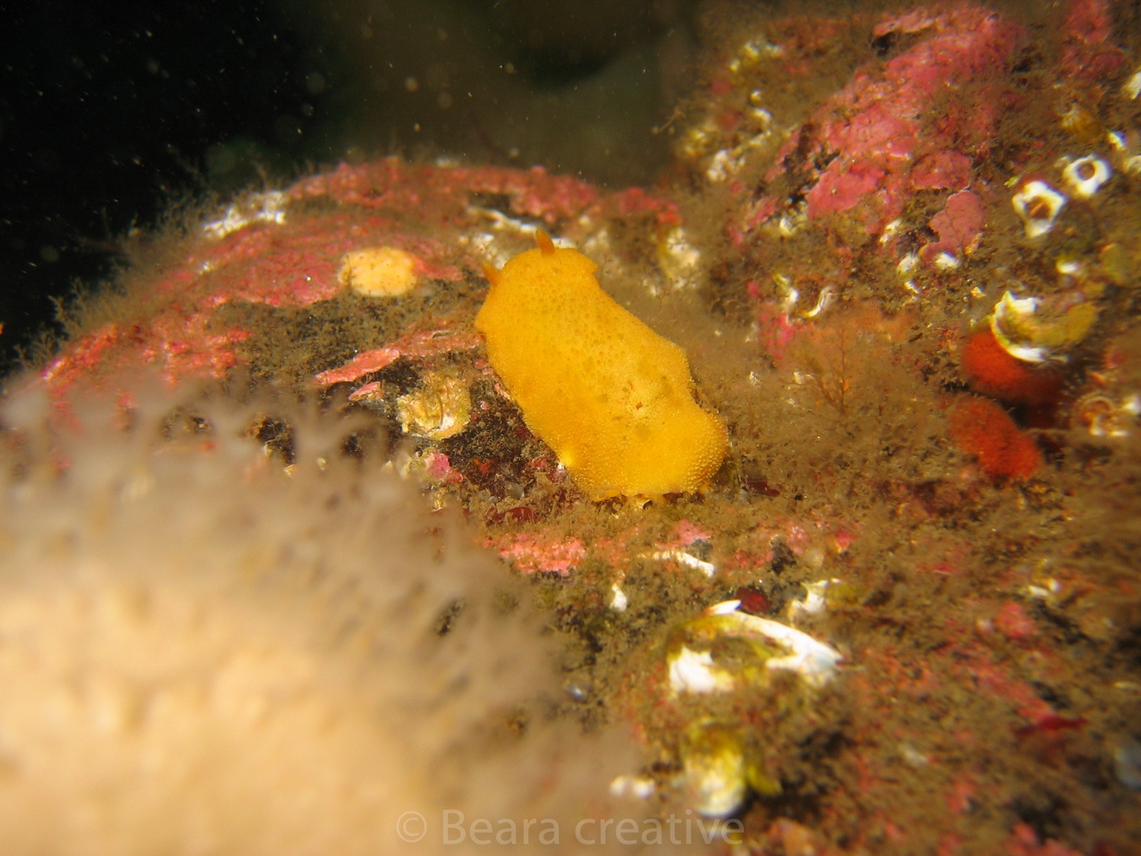 Sea slugs