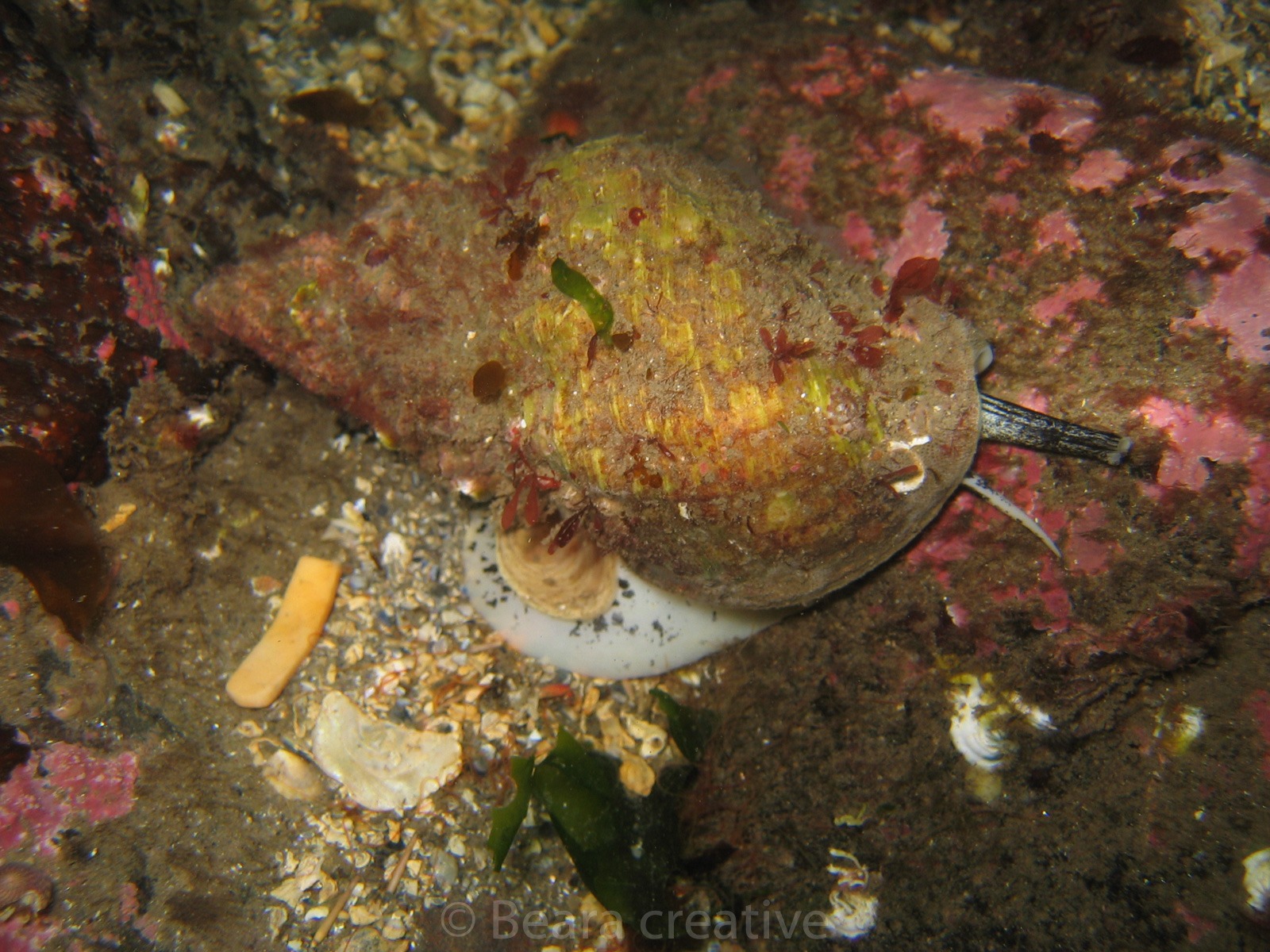 Sea Snails