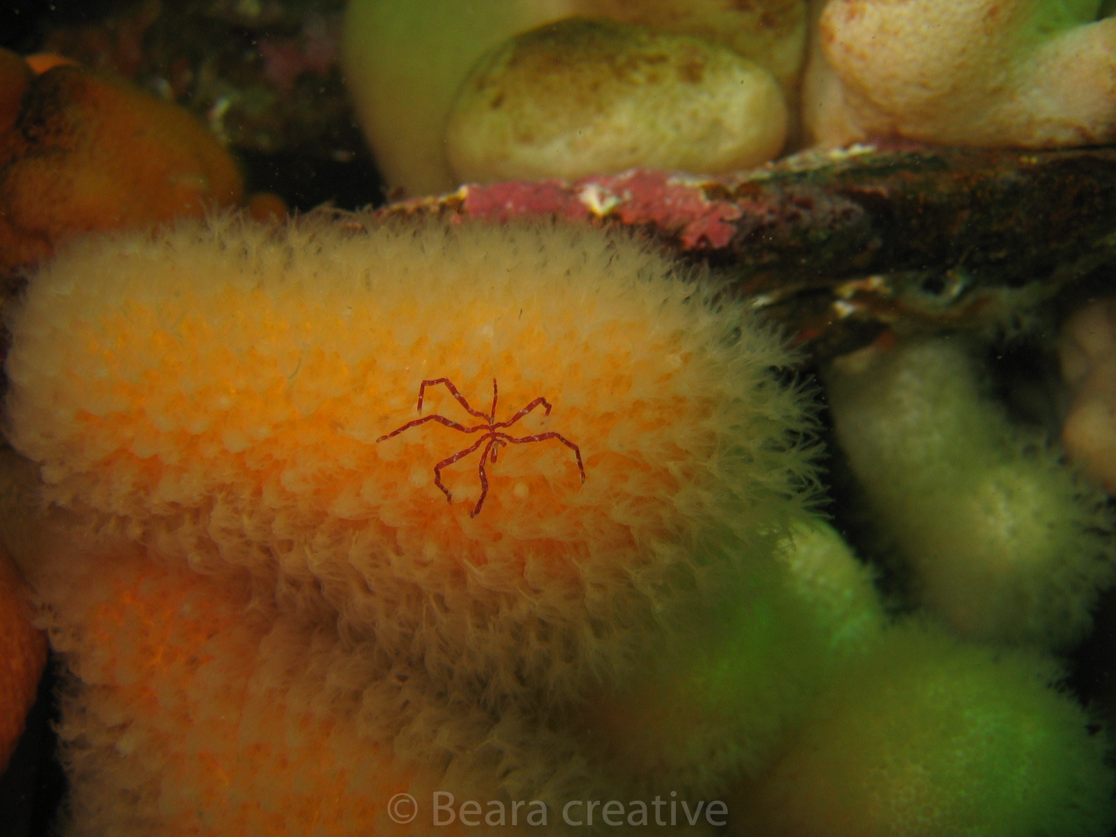 Sea spiders