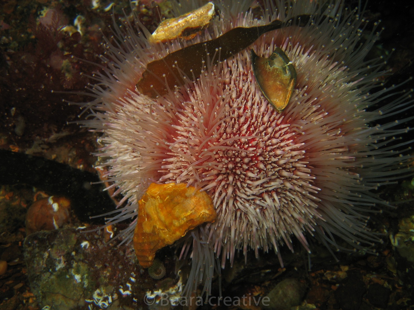 Edible sea urchin 752