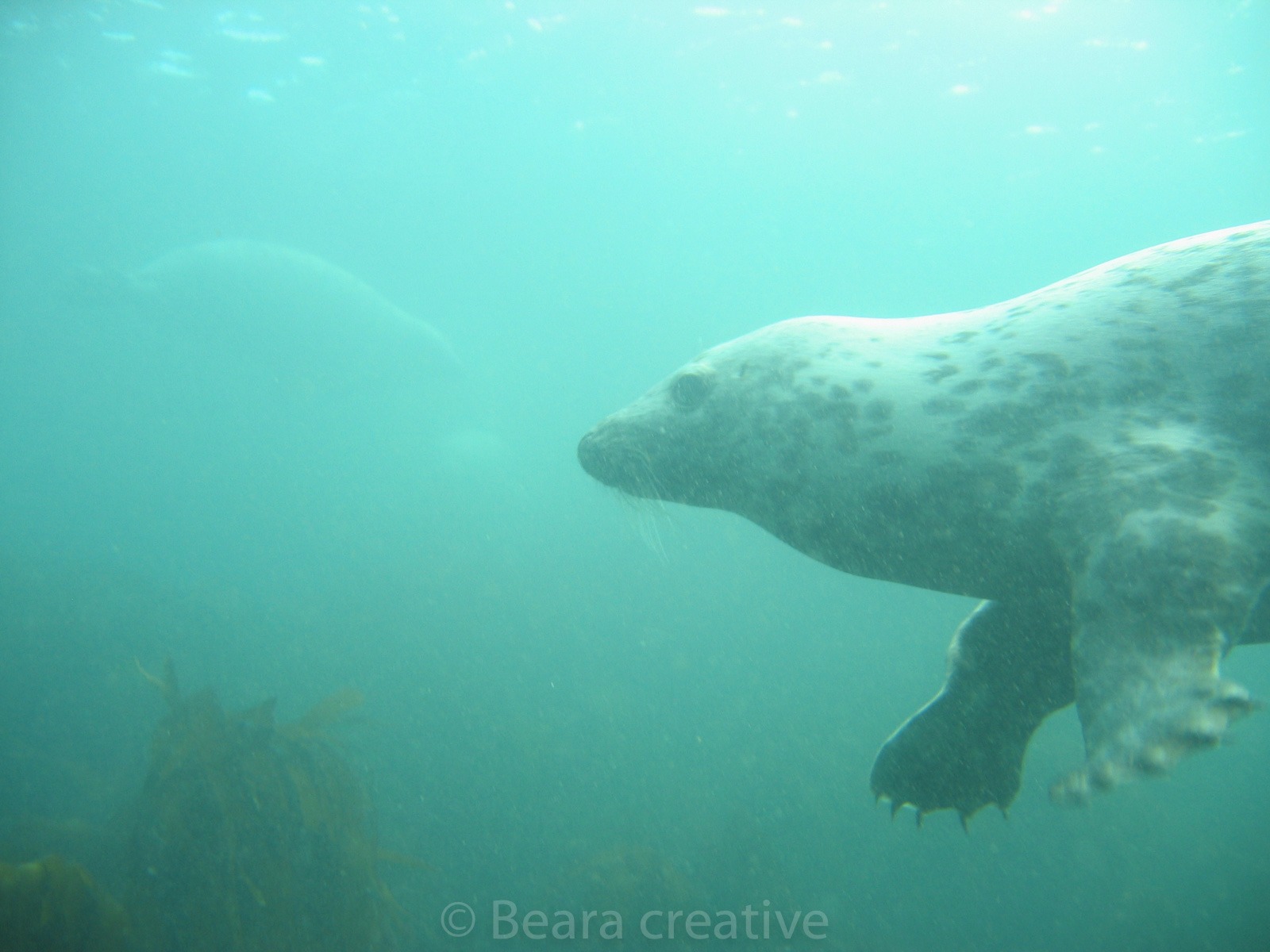 Grey seal claws 835